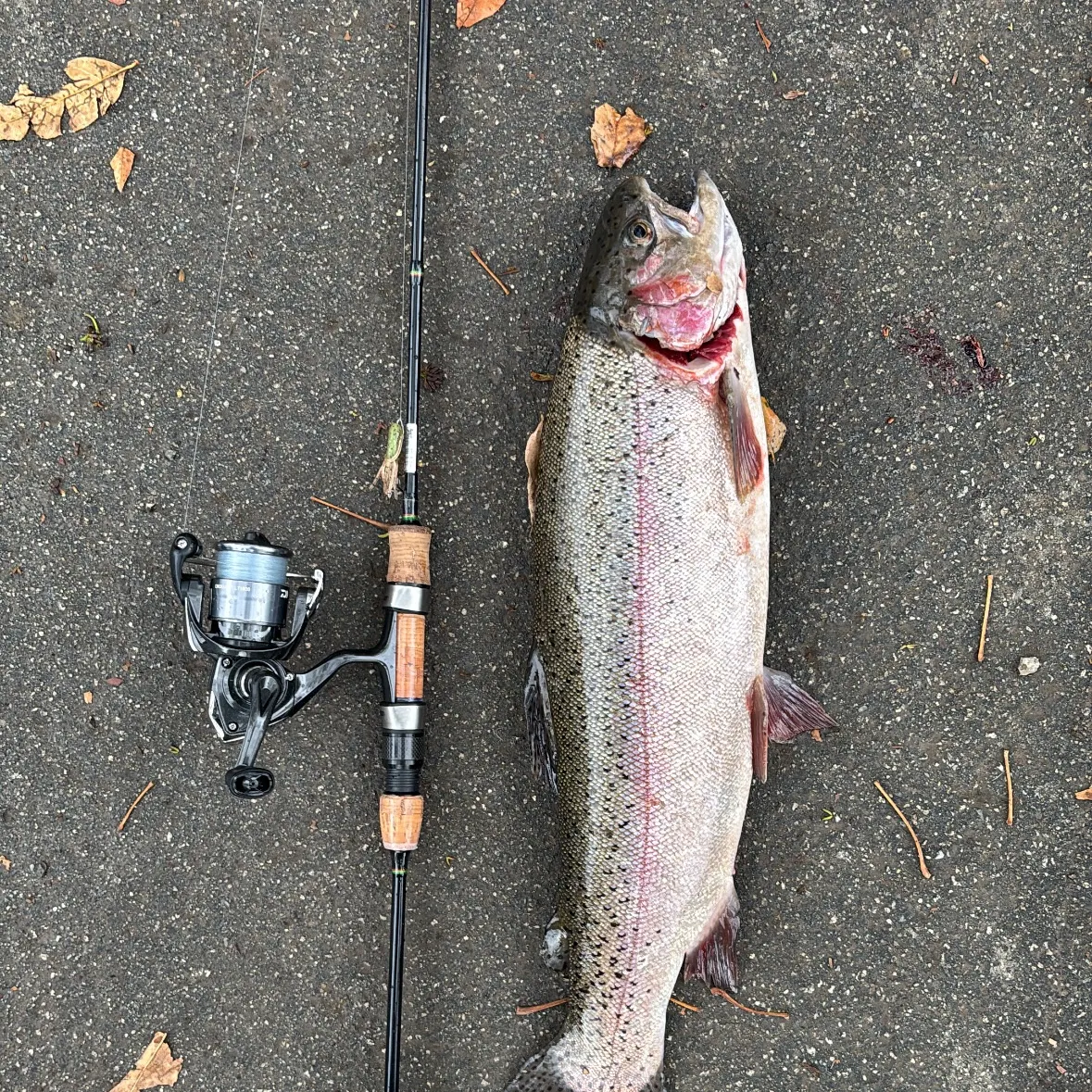 recently logged catches