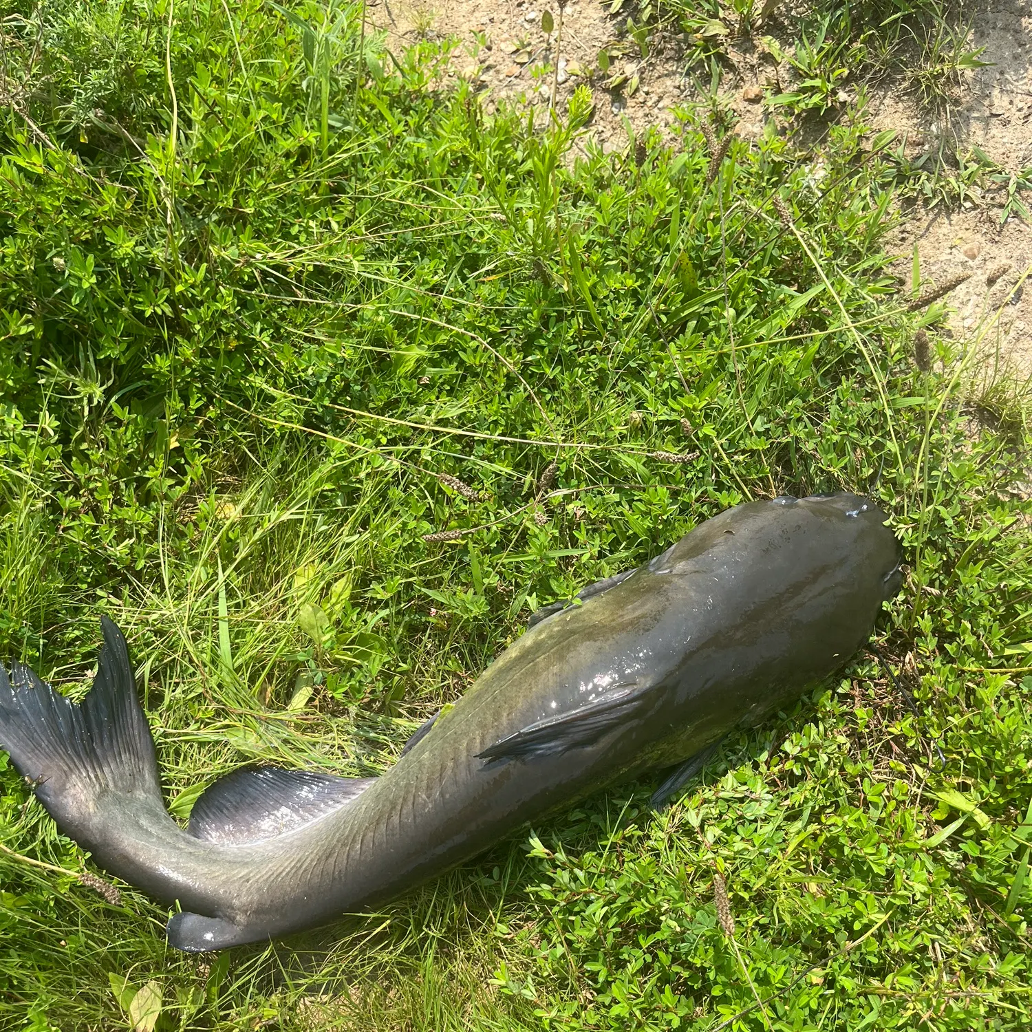 Channel catfish caught on Fishbrain