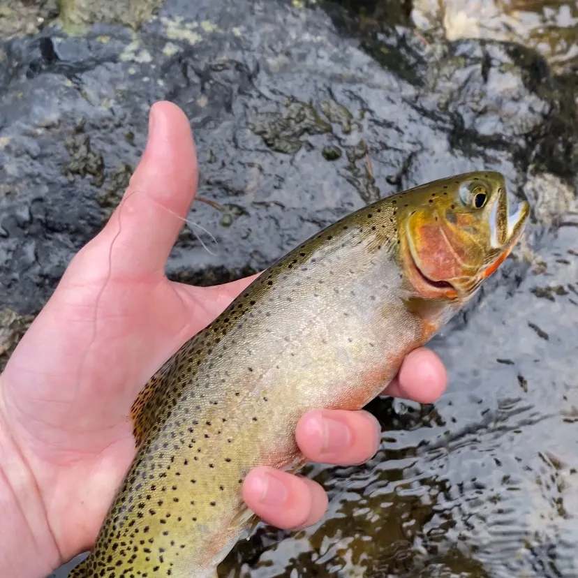 Cutthroat trout caught on Fishbrain