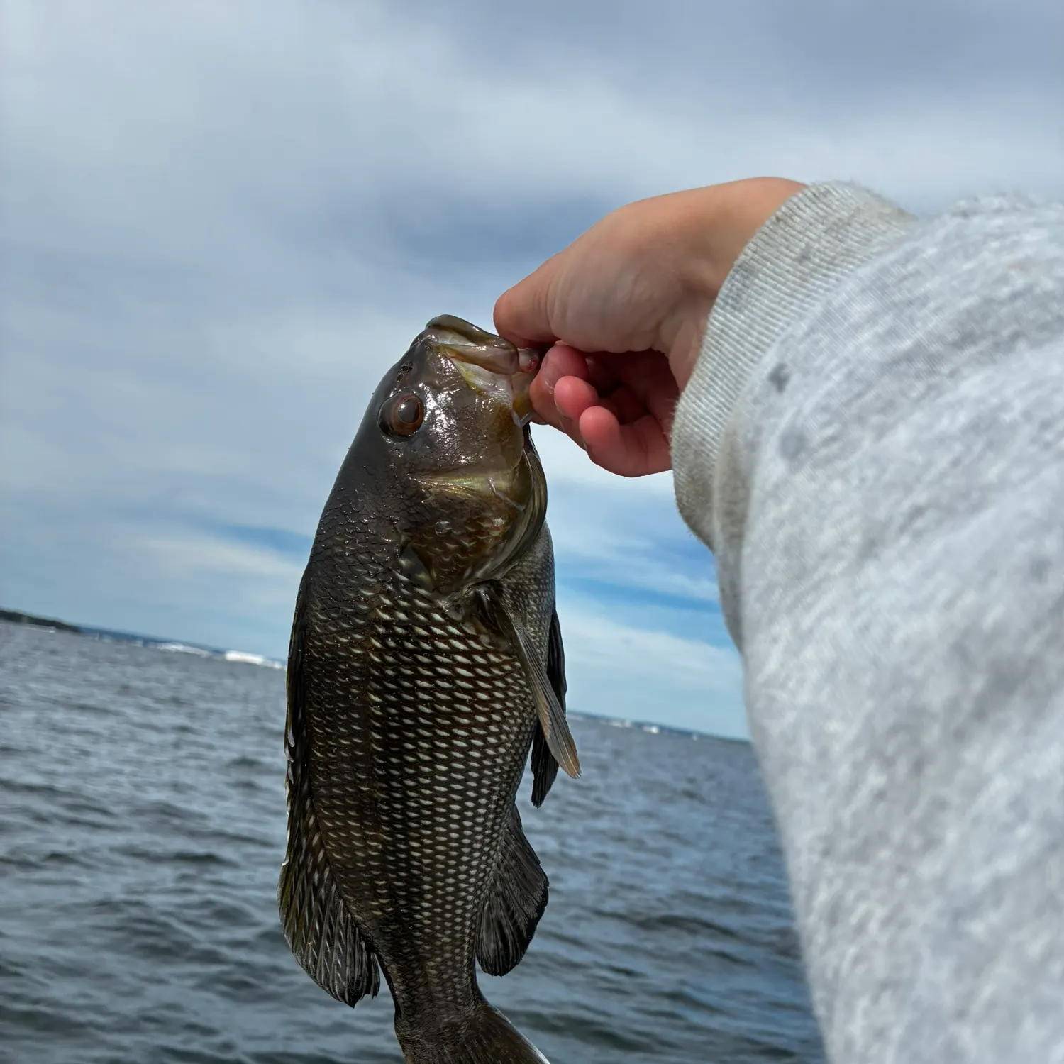 Black sea bass caught on Fishbrain