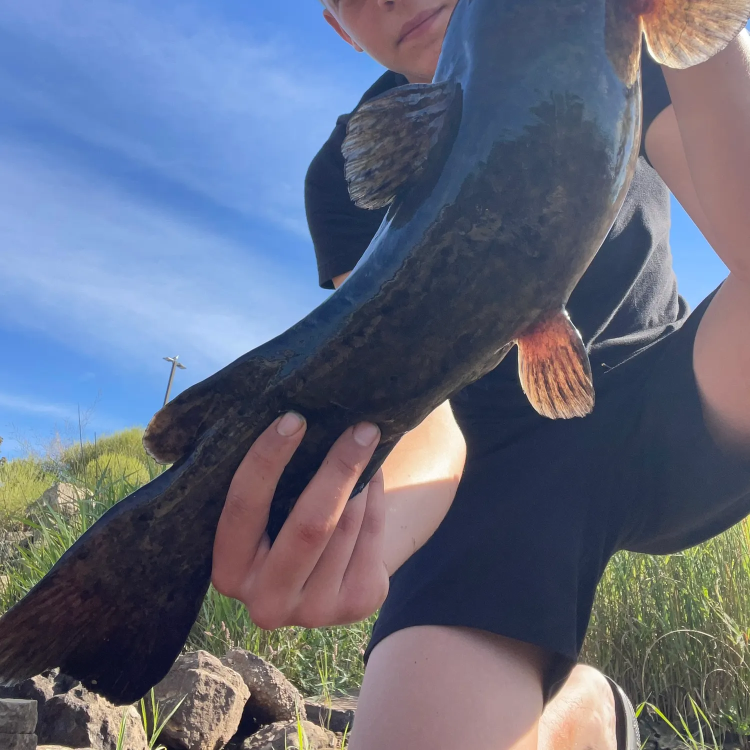 Flathead catfish caught on Fishbrain