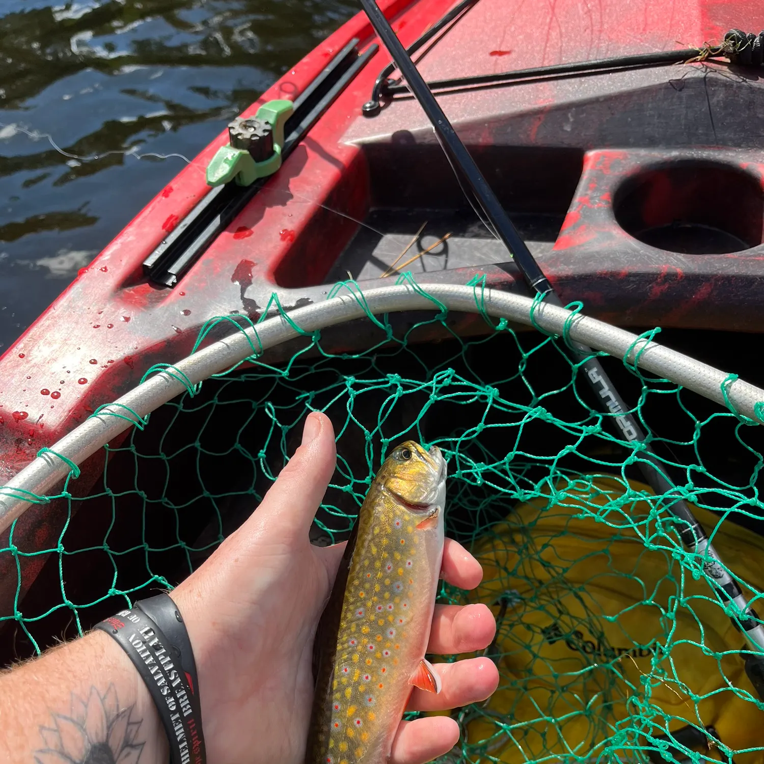 Brook trout caught on Fishbrain
