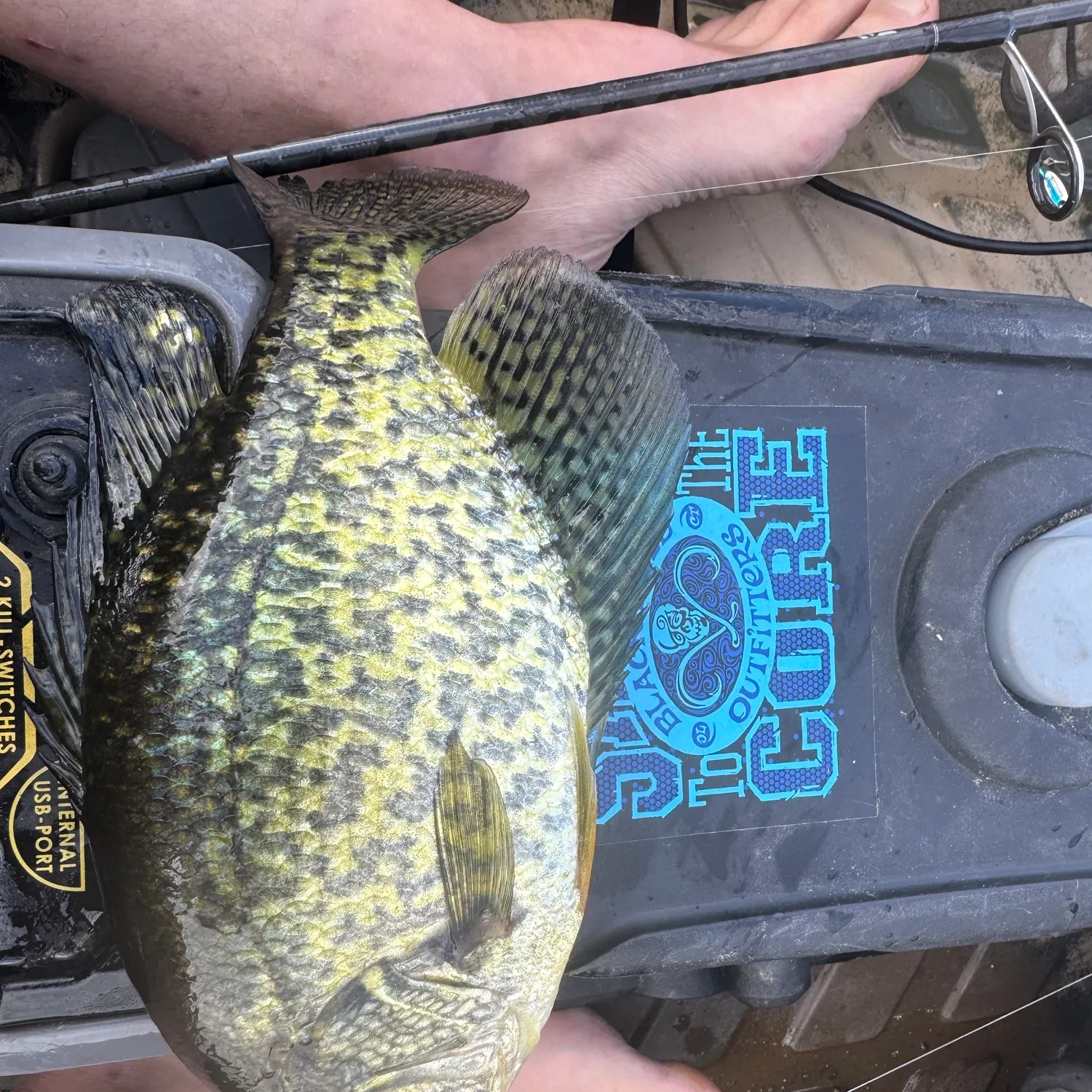 Black crappie caught on Fishbrain