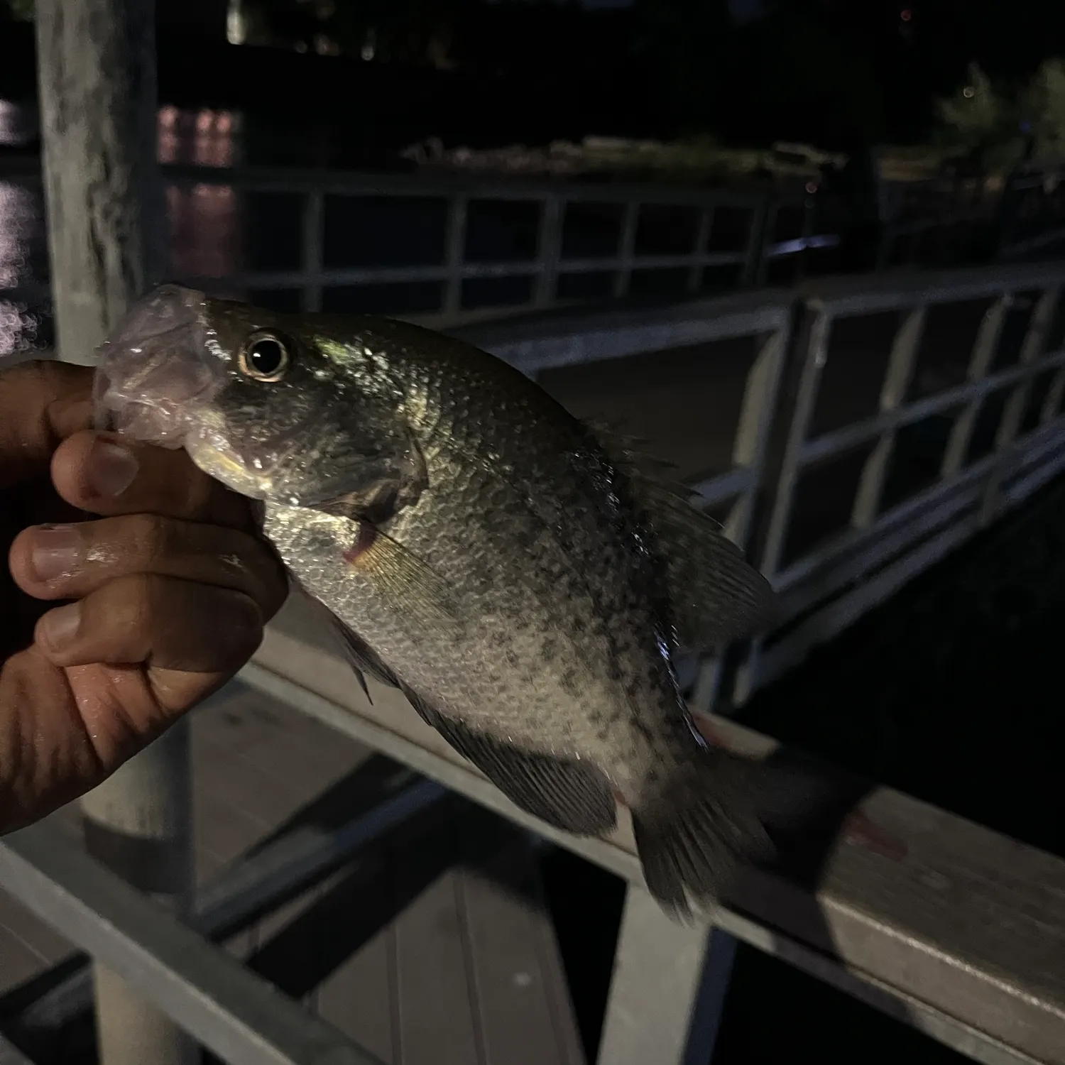 The most recent Magnolia crappie catches on Fishbrain