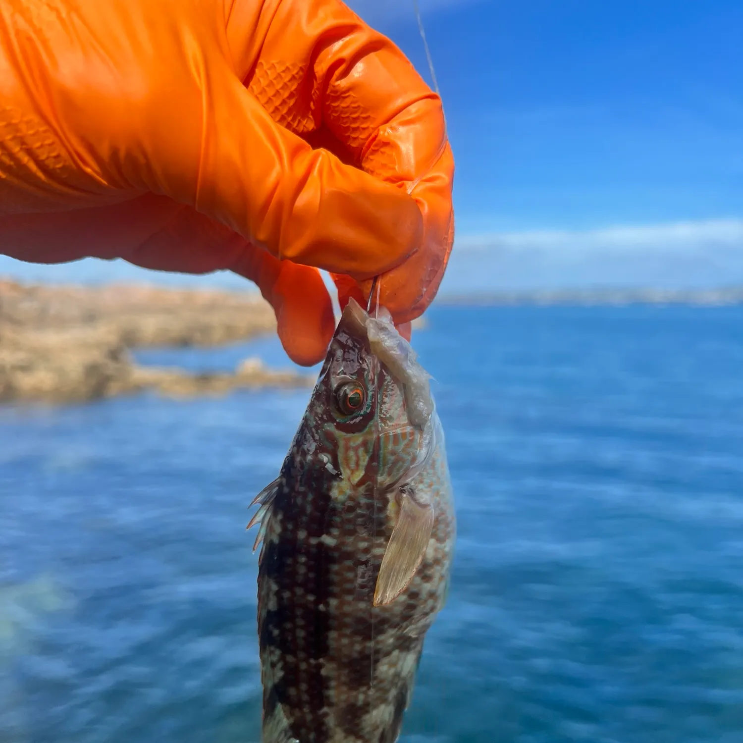 Ballan wrasse caught on Fishbrain