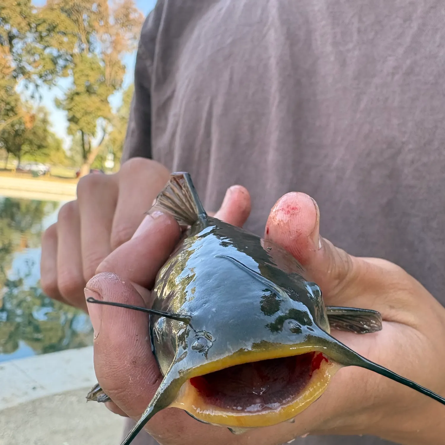 Black bullhead caught on Fishbrain