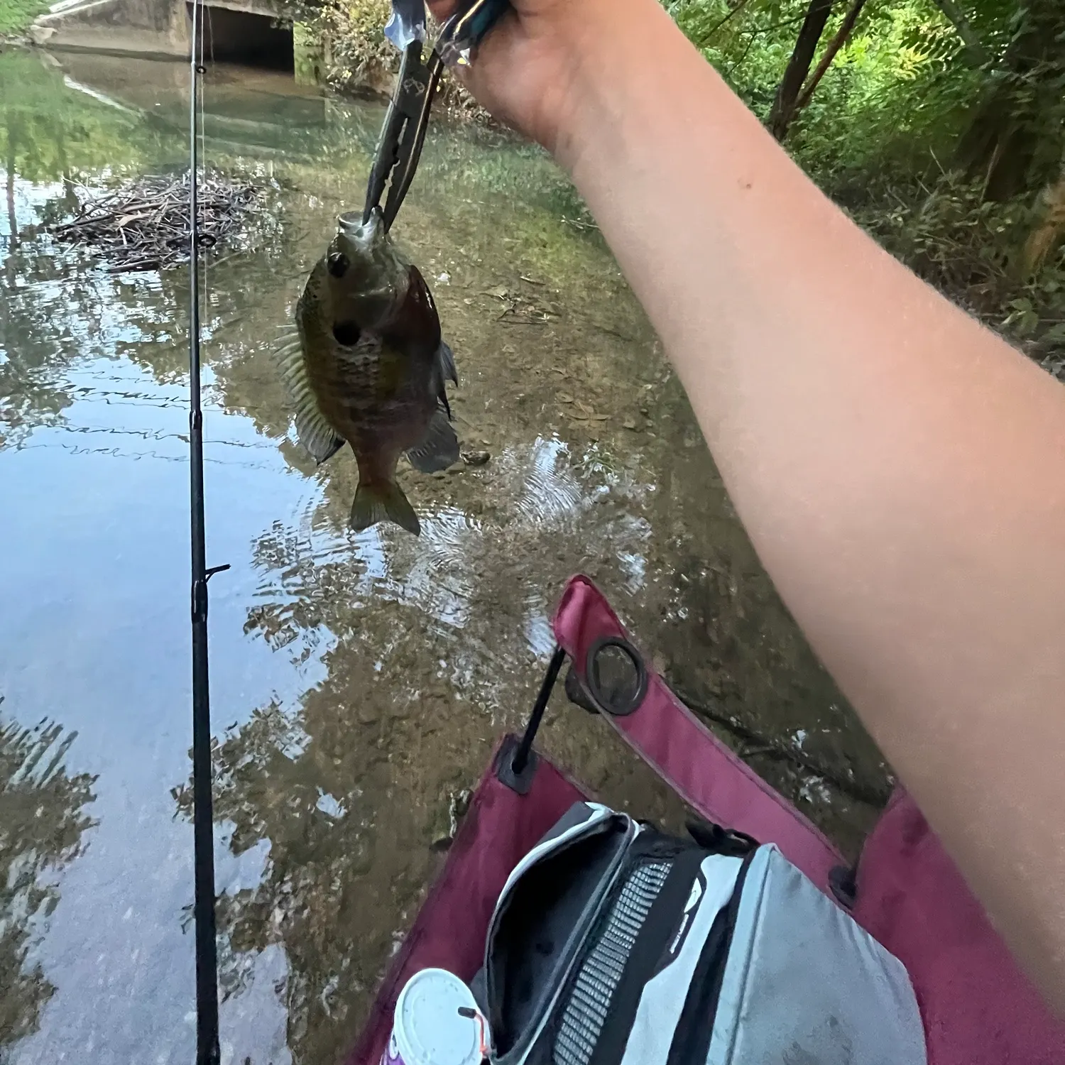 Bluegill caught on Fishbrain