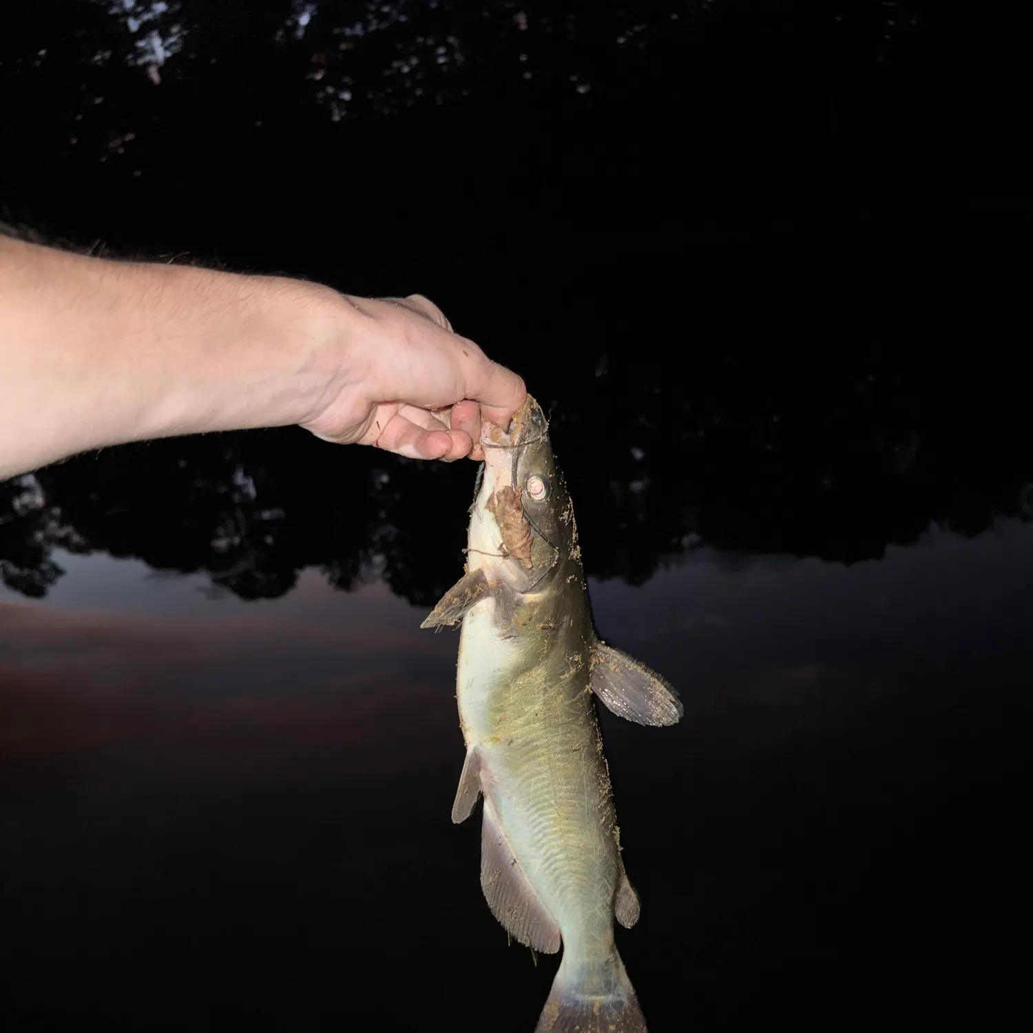 Channel catfish caught on Fishbrain