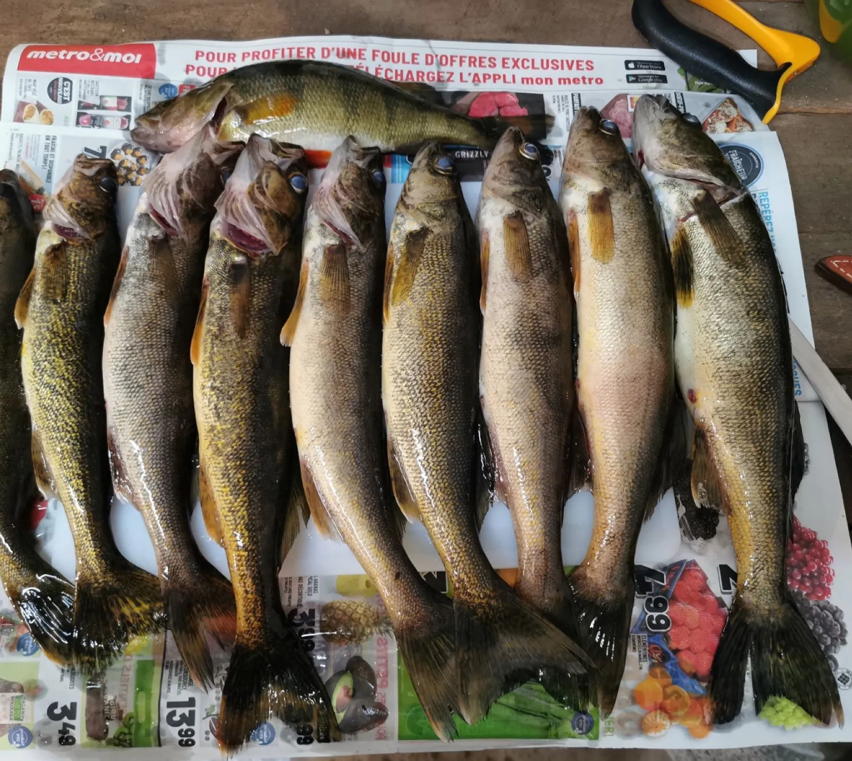 recently logged catches