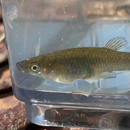 The most recent Western mosquitofish catches on Fishbrain