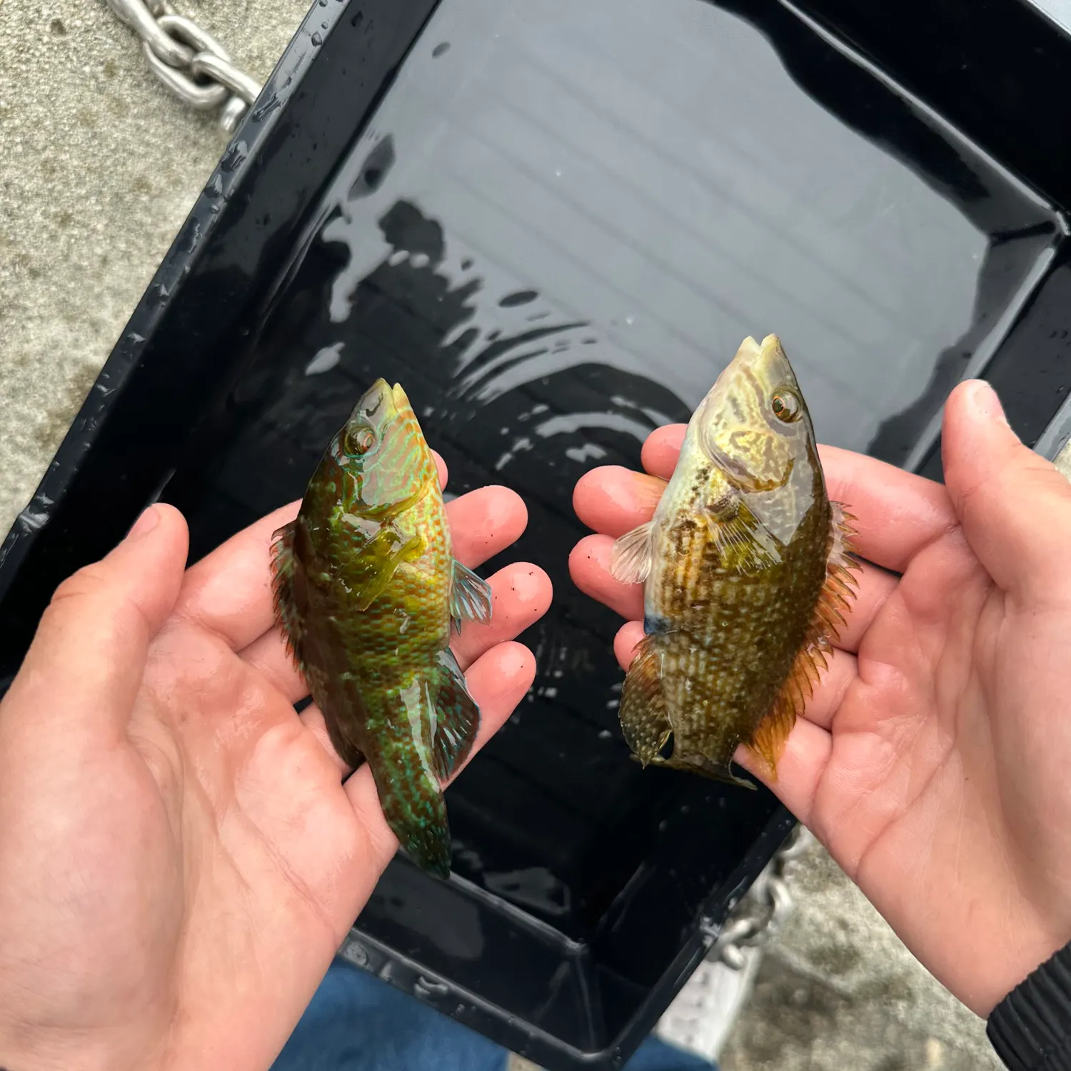 recently logged catches