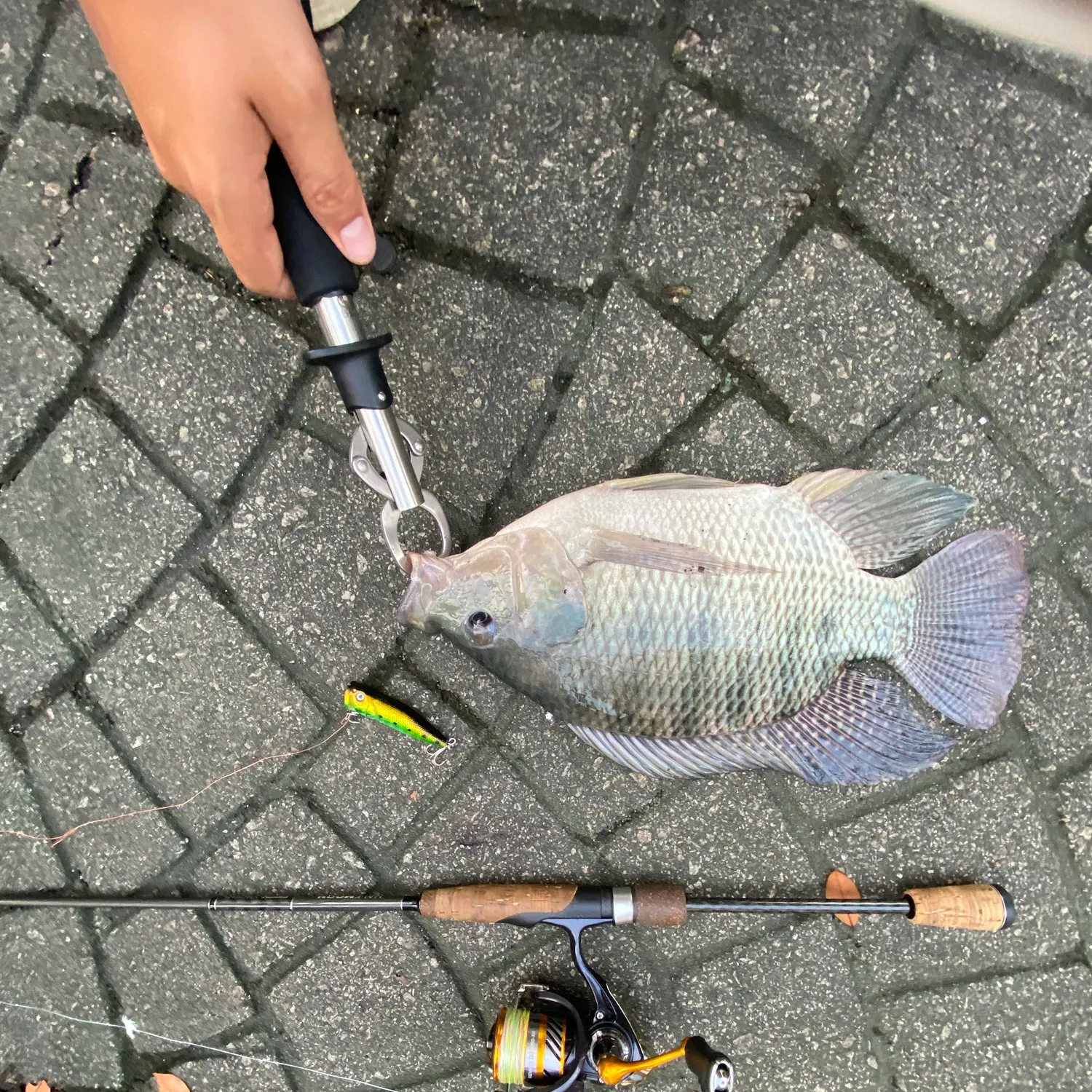 recently logged catches