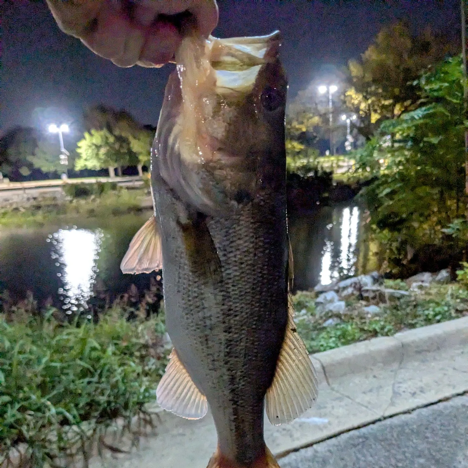 Largemouth bass caught on Fishbrain