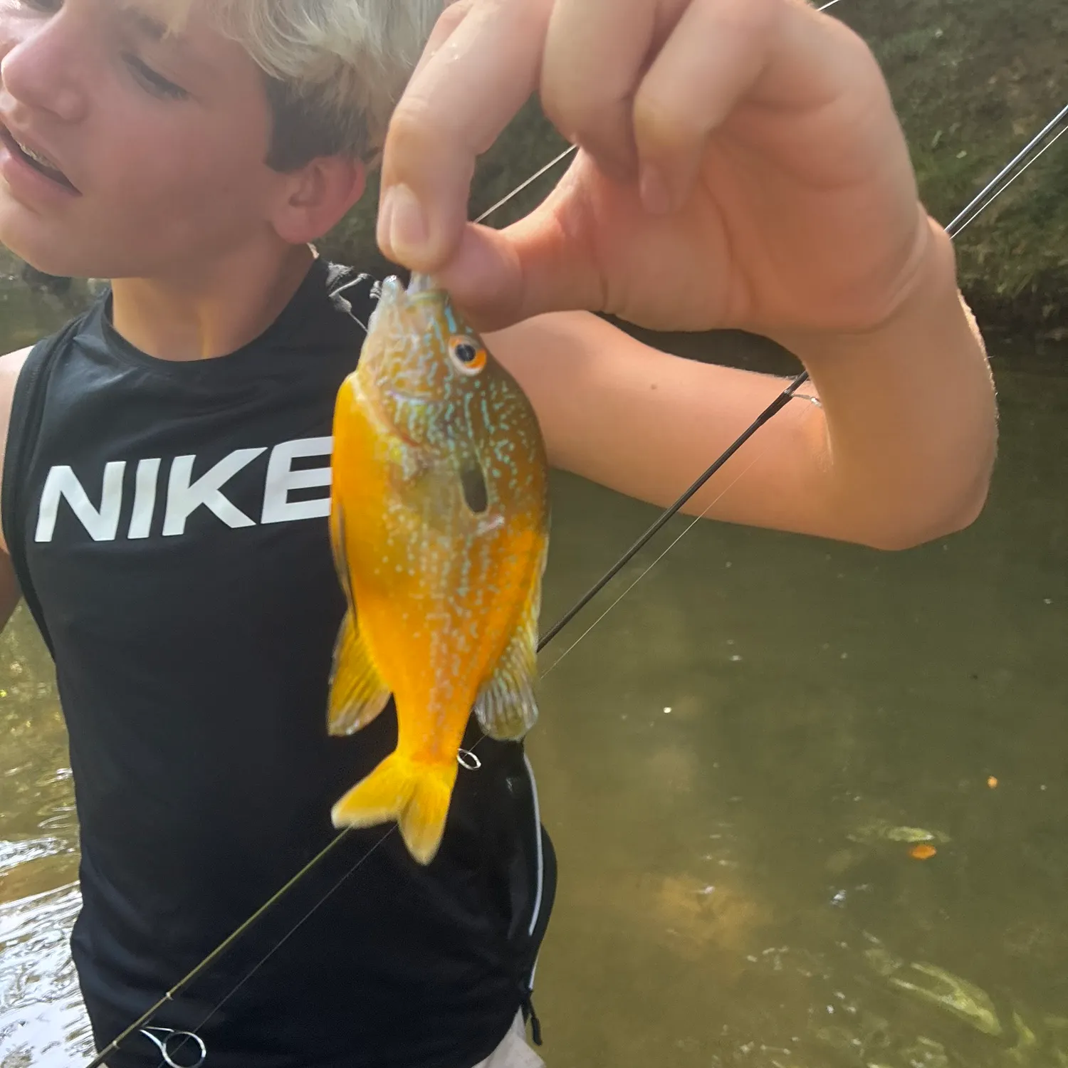 Bluegill caught on Fishbrain