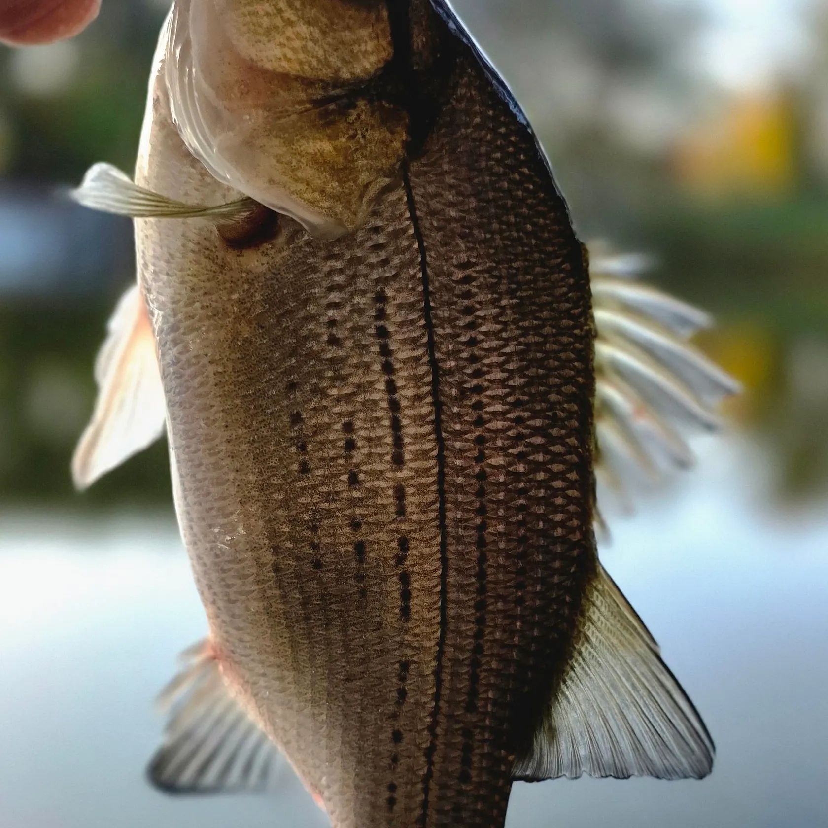Wiper caught on Fishbrain
