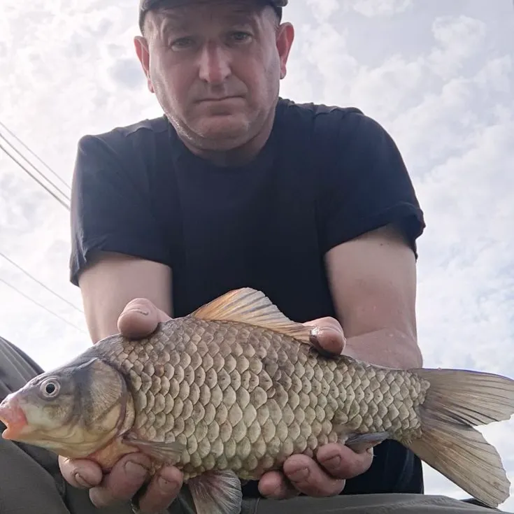 The most recent Japanese white crucian carp catches on Fishbrain
