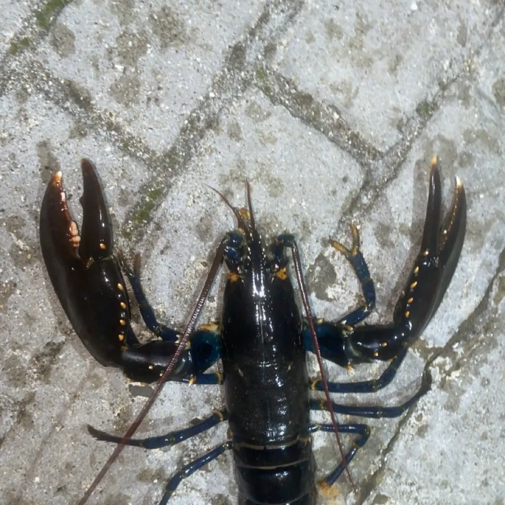The most recent American lobster catches on Fishbrain
