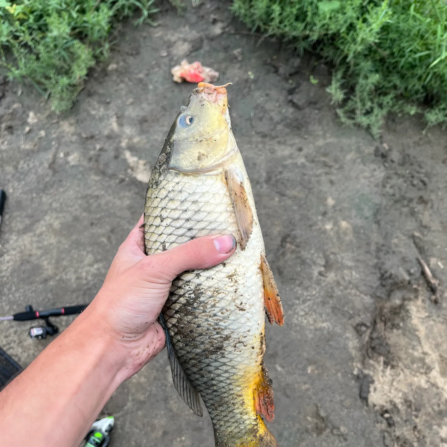 Common carp caught on Fishbrain