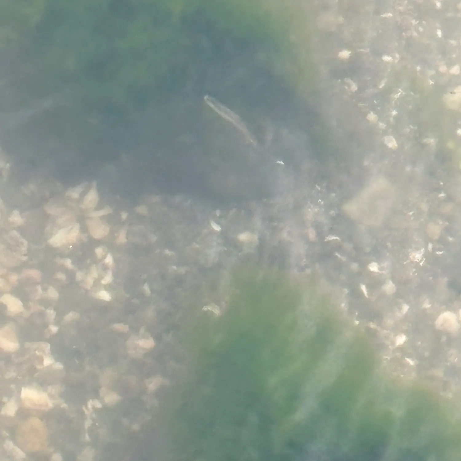The most recent Gulf menhaden catches on Fishbrain