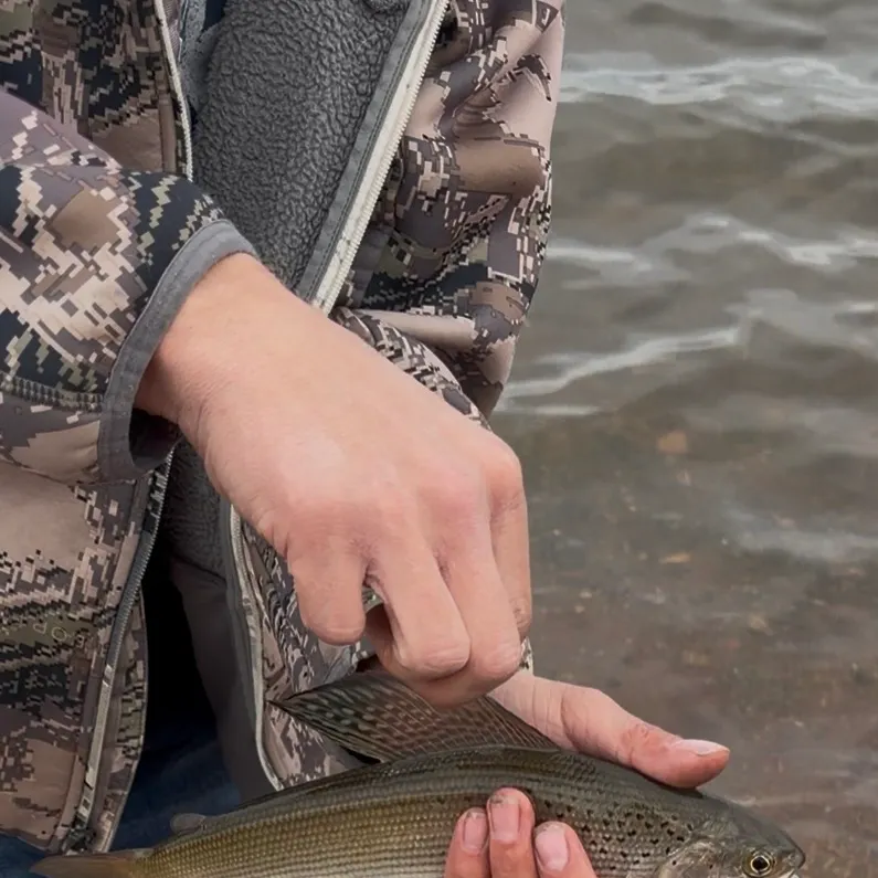 Arctic grayling caught on Fishbrain