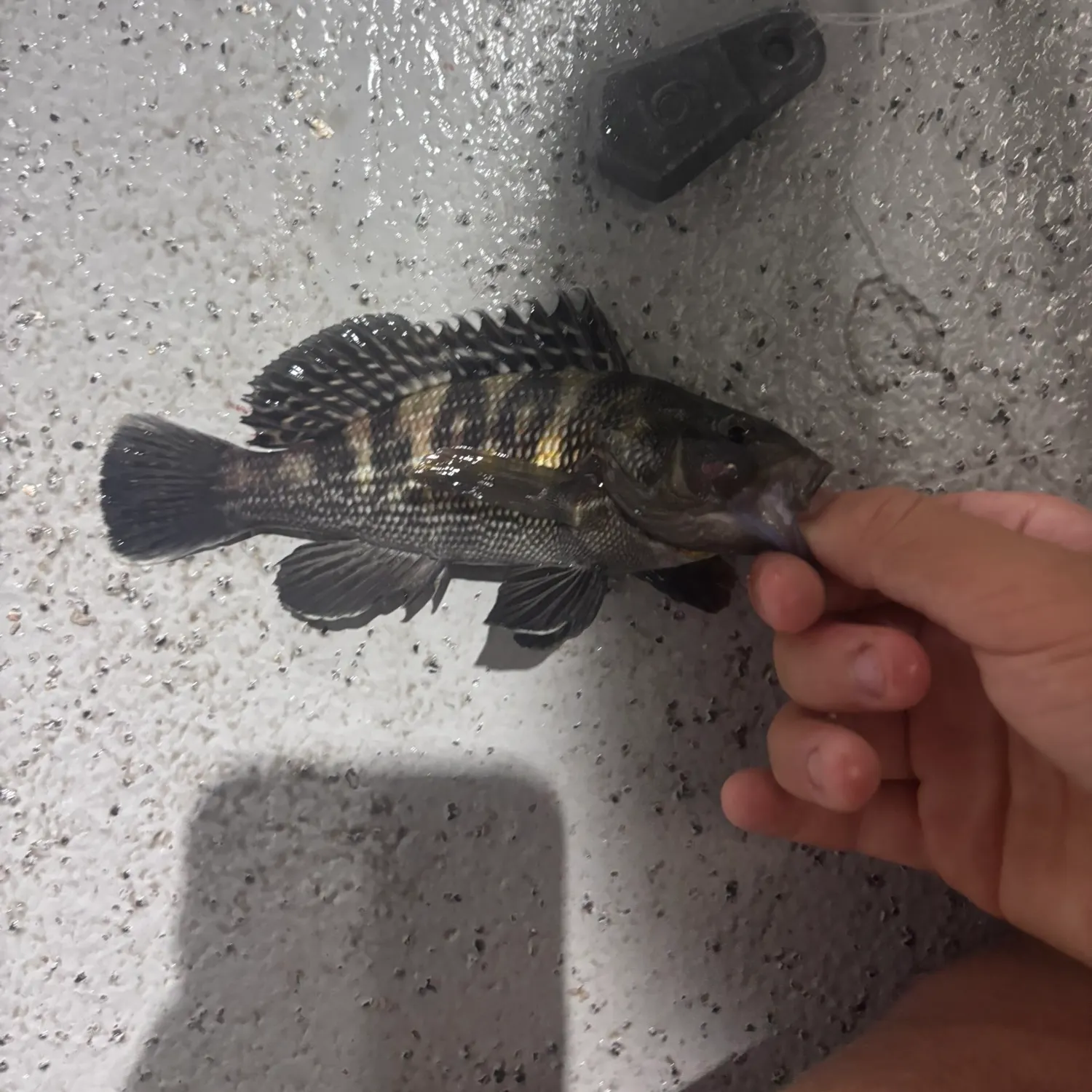 The most recent Black sea bass catches on Fishbrain