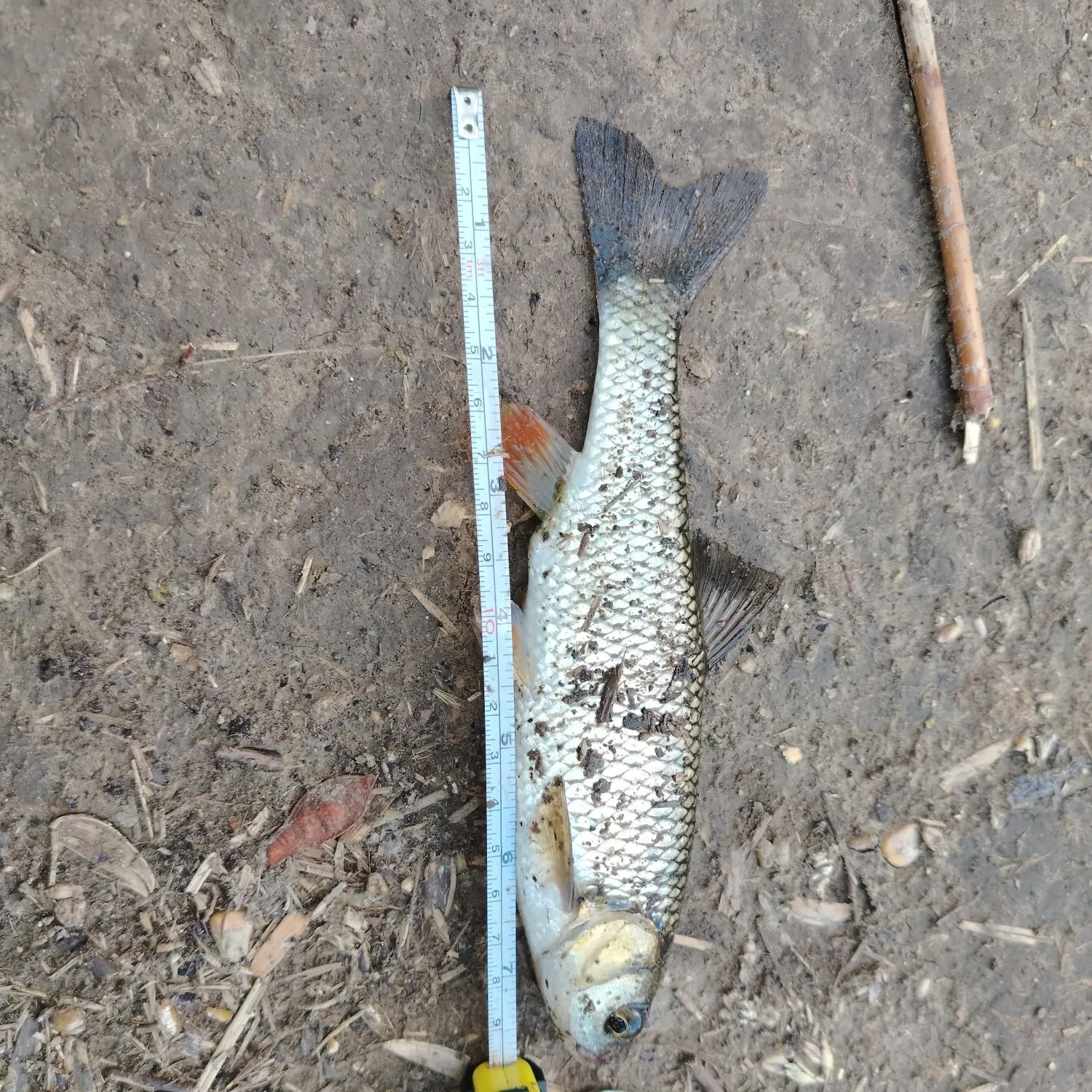 European chub caught on Fishbrain