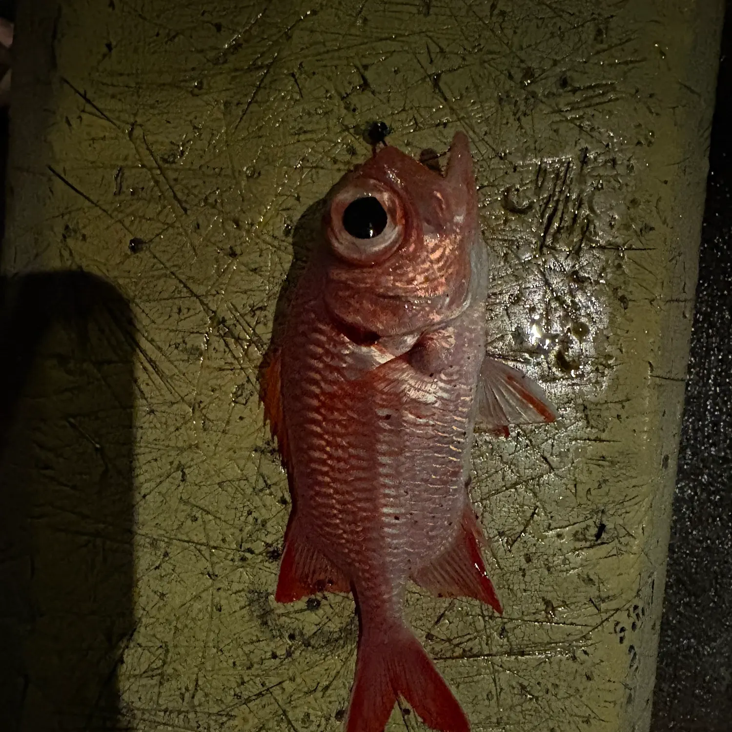 The most recent Blotcheye soldierfish catches on Fishbrain
