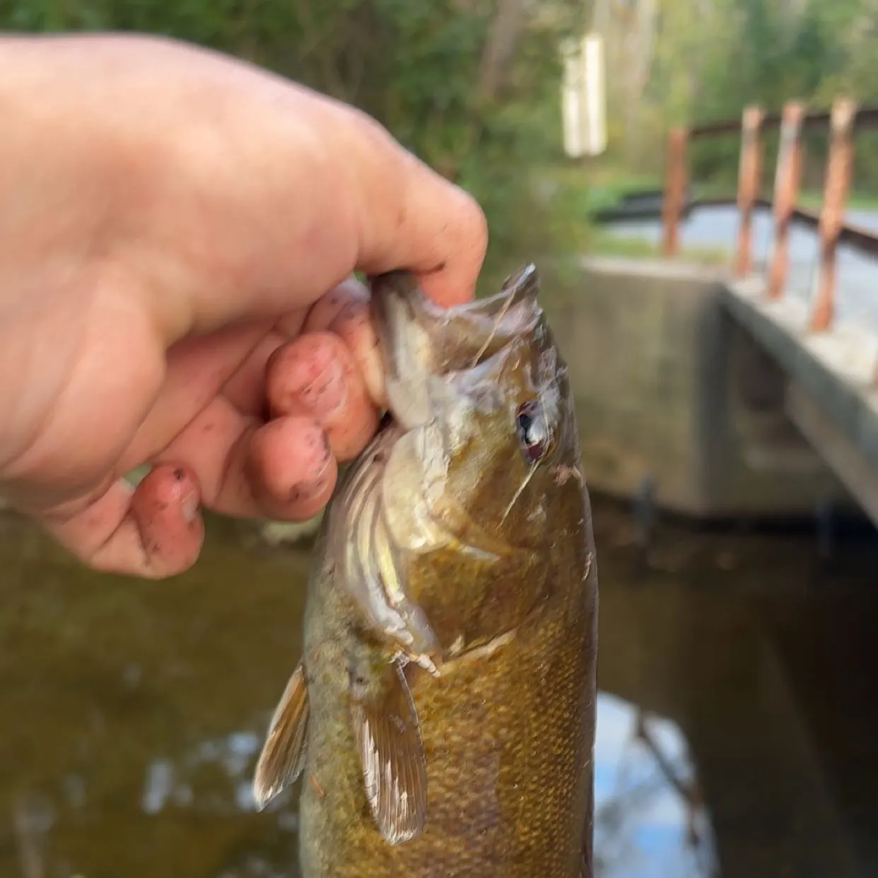 Smallmouth bass caught on Fishbrain
