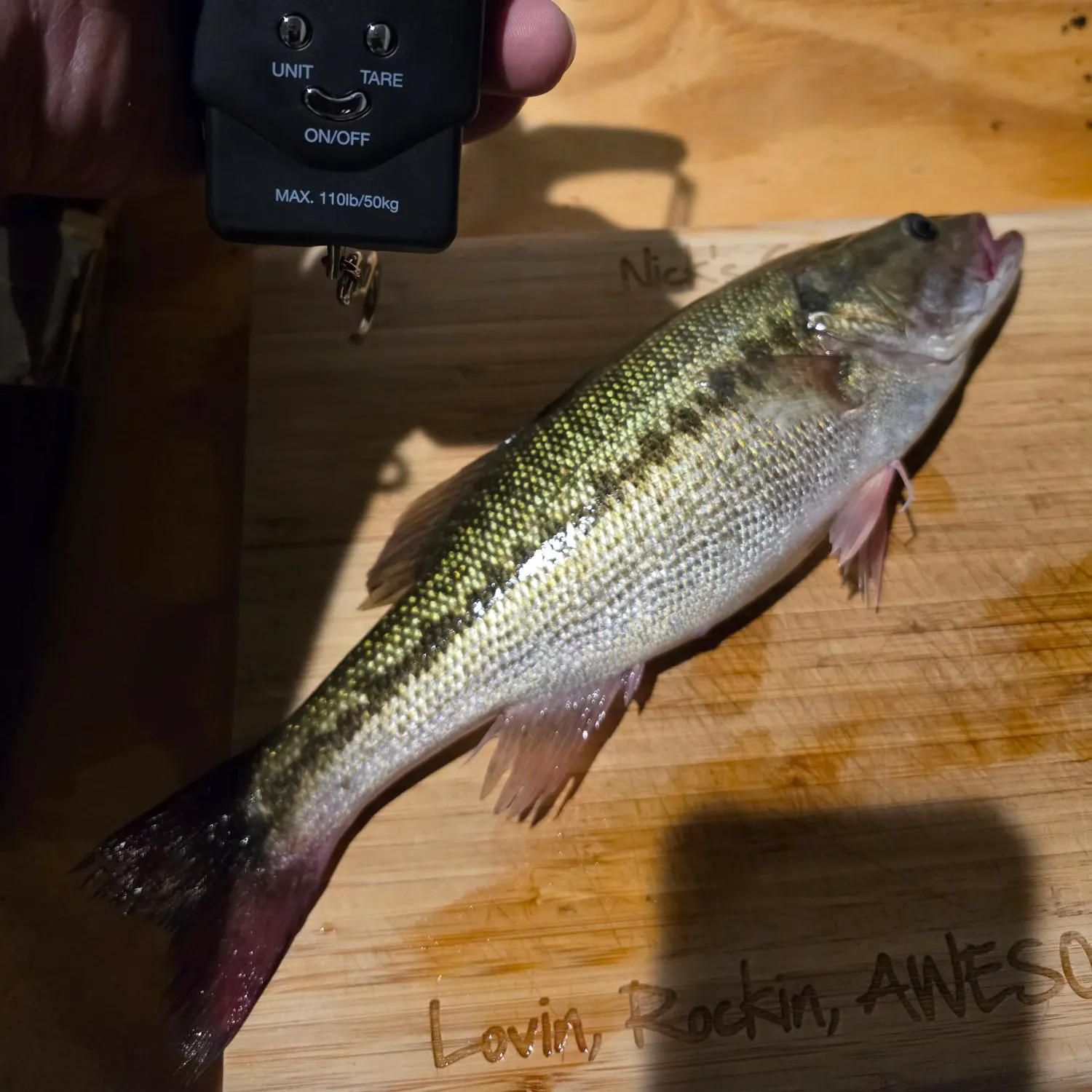 Spotted bass caught on Fishbrain