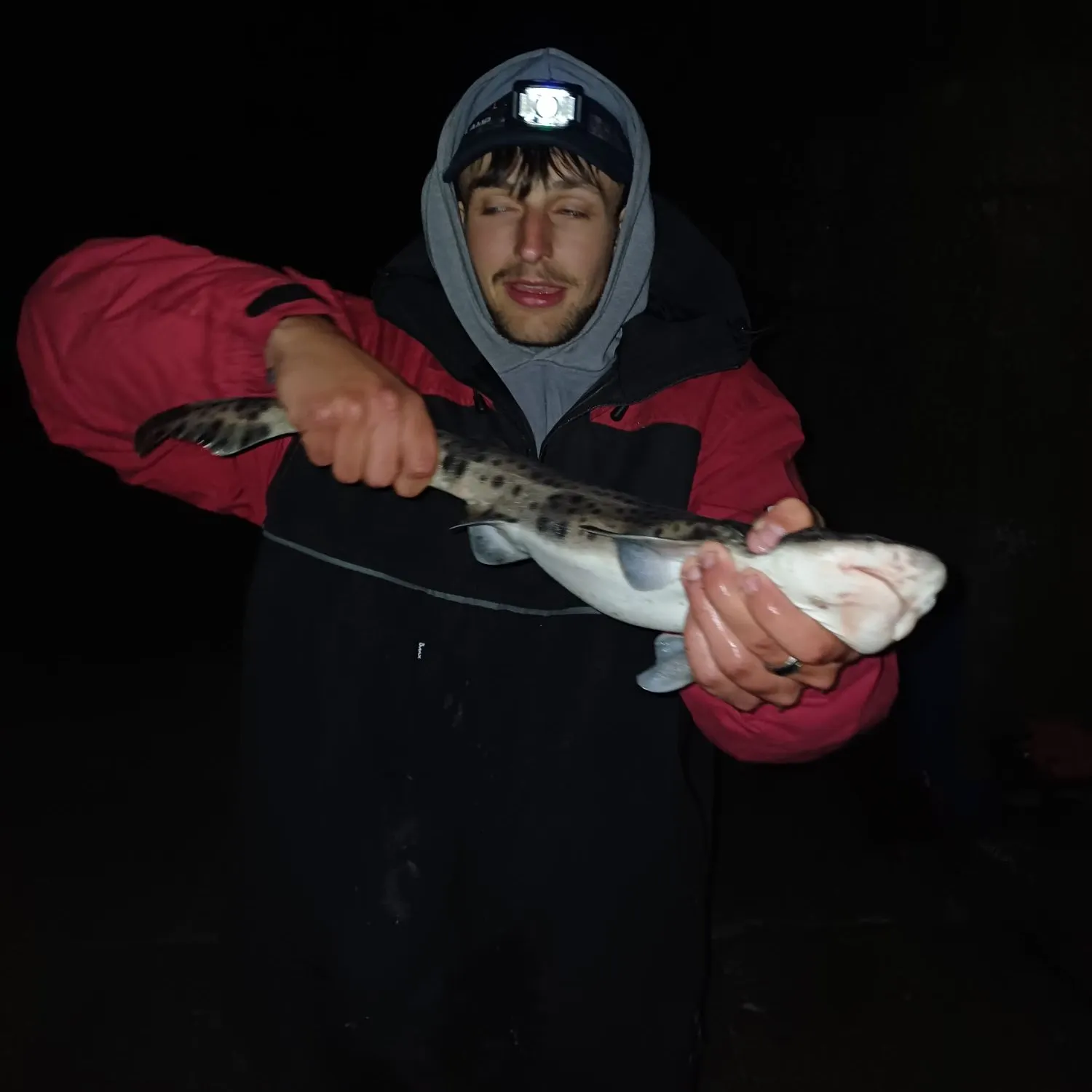 The most recent Nursehound catches on Fishbrain