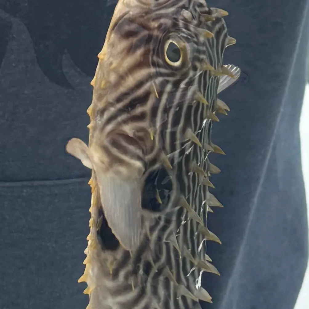 The most recent Striped burrfish catches on Fishbrain