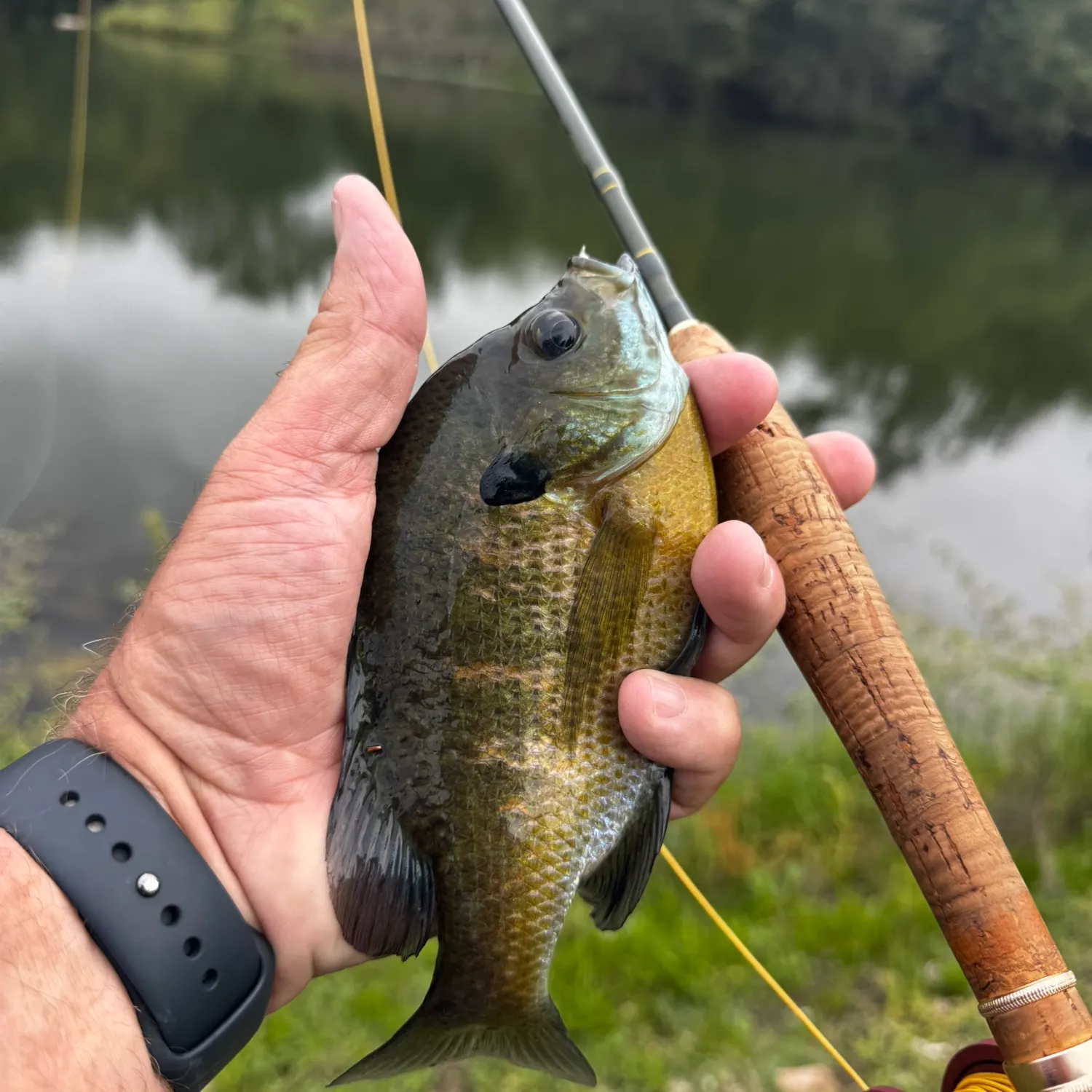 Bluegill caught on Fishbrain