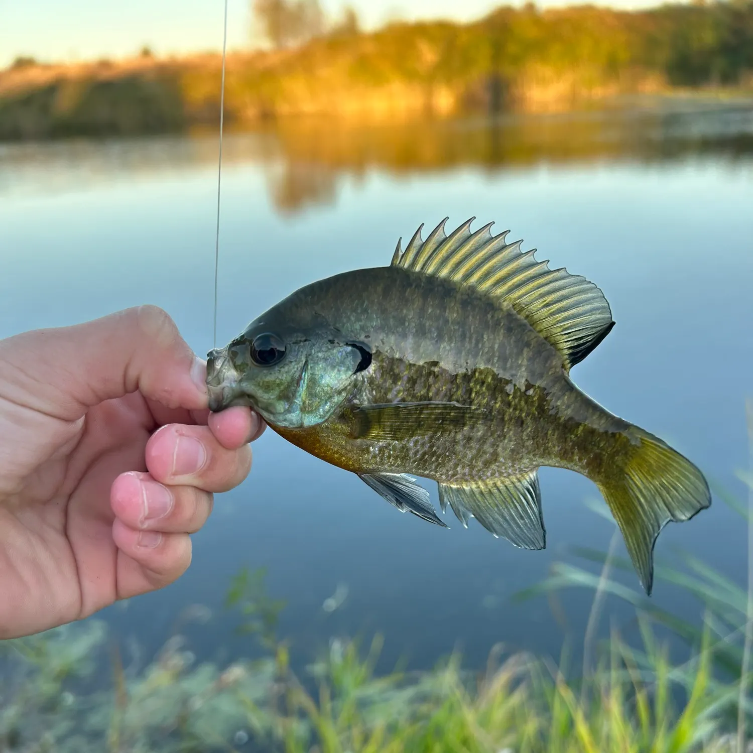 Bluegill caught on Fishbrain