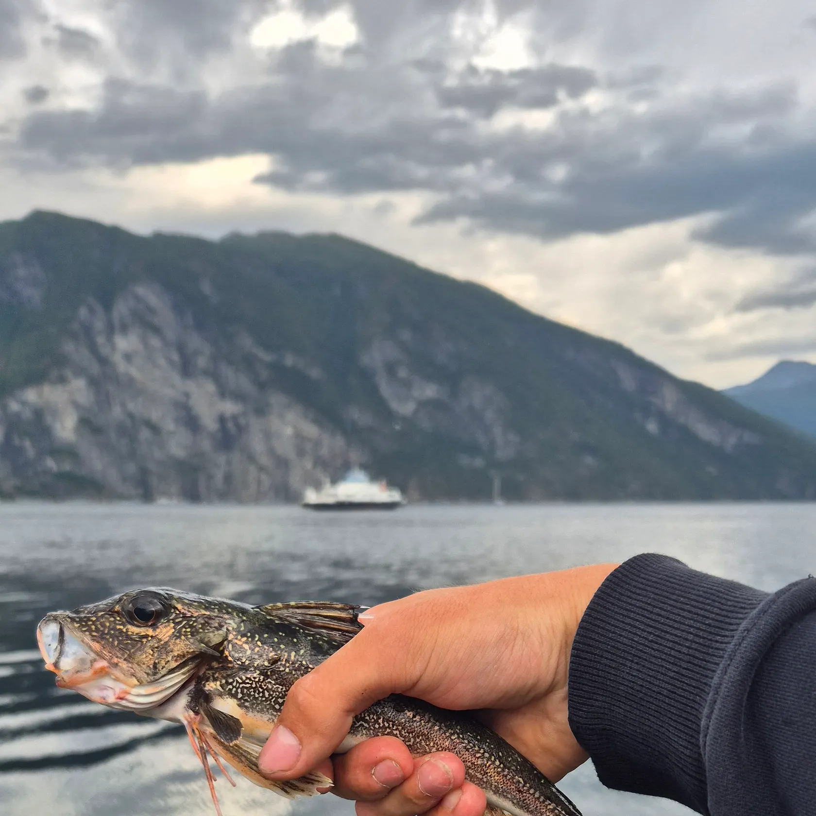 The most recent Grey gurnard catches on Fishbrain