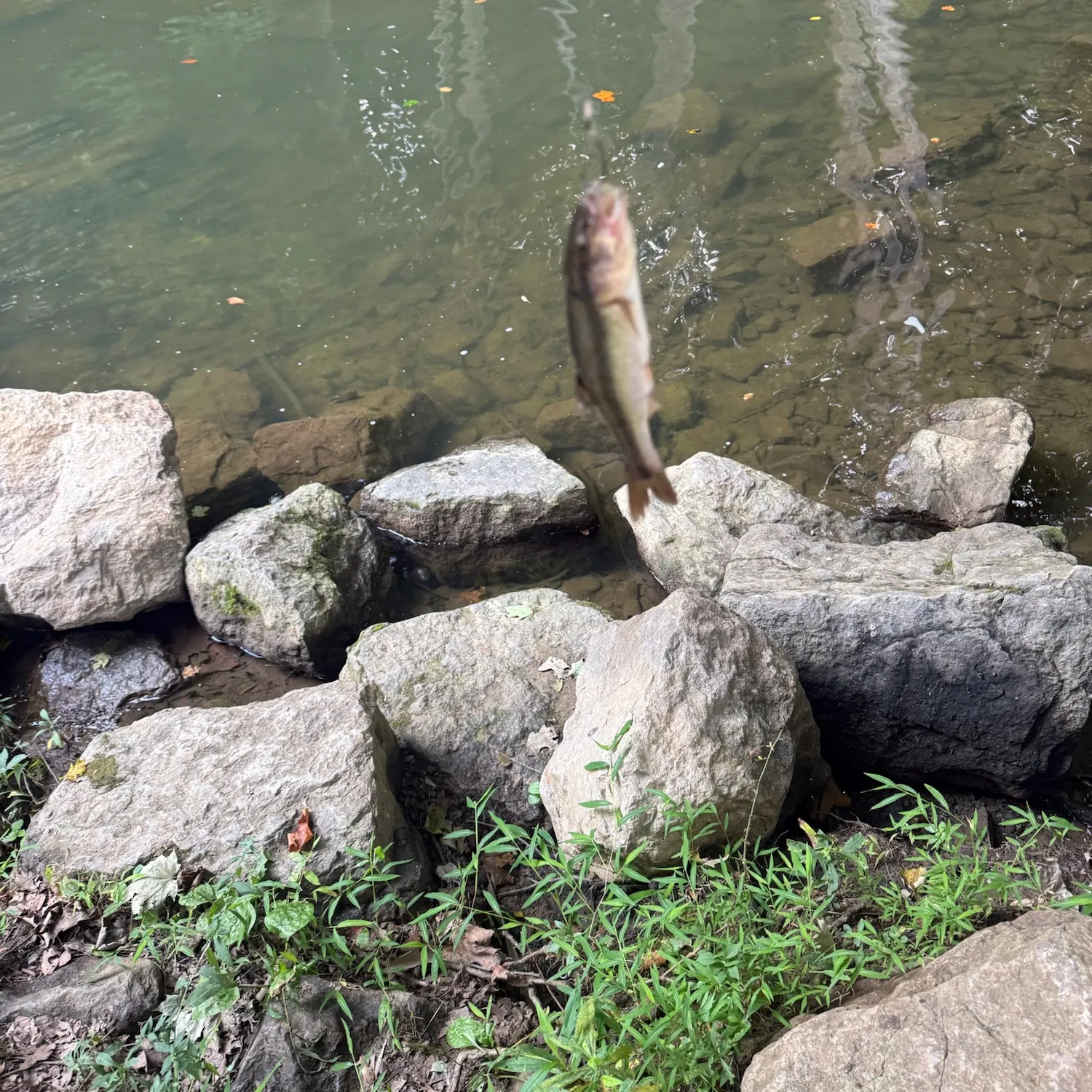 Creek chub caught on Fishbrain