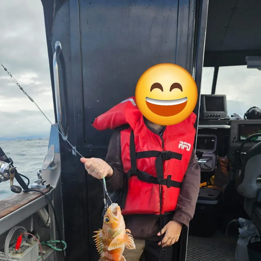 The most recent Atlantic ocean perch catches on Fishbrain