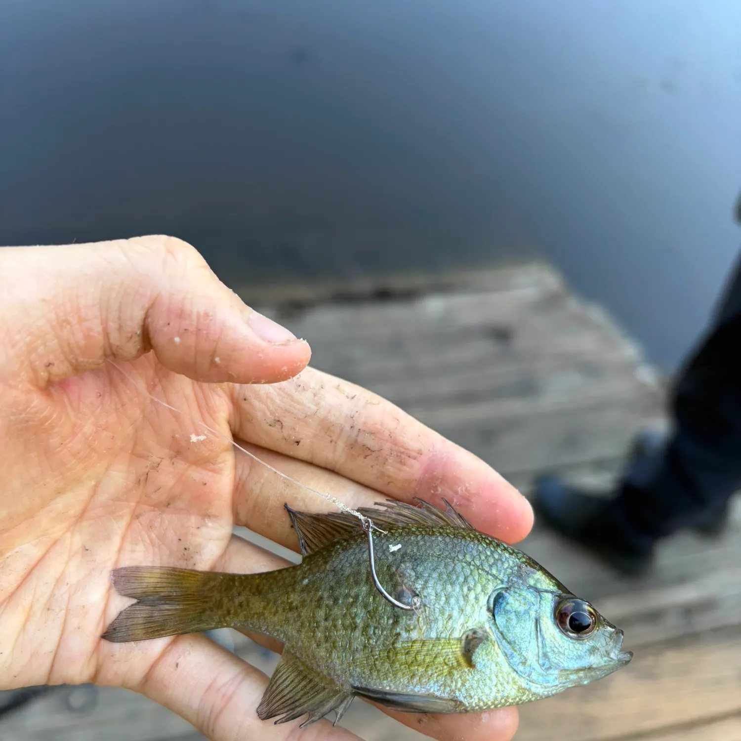 Pumpkinseed caught on Fishbrain