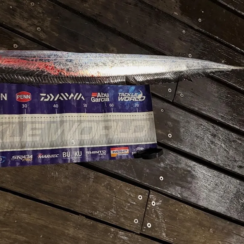 The most recent Atlantic cutlassfish catches on Fishbrain