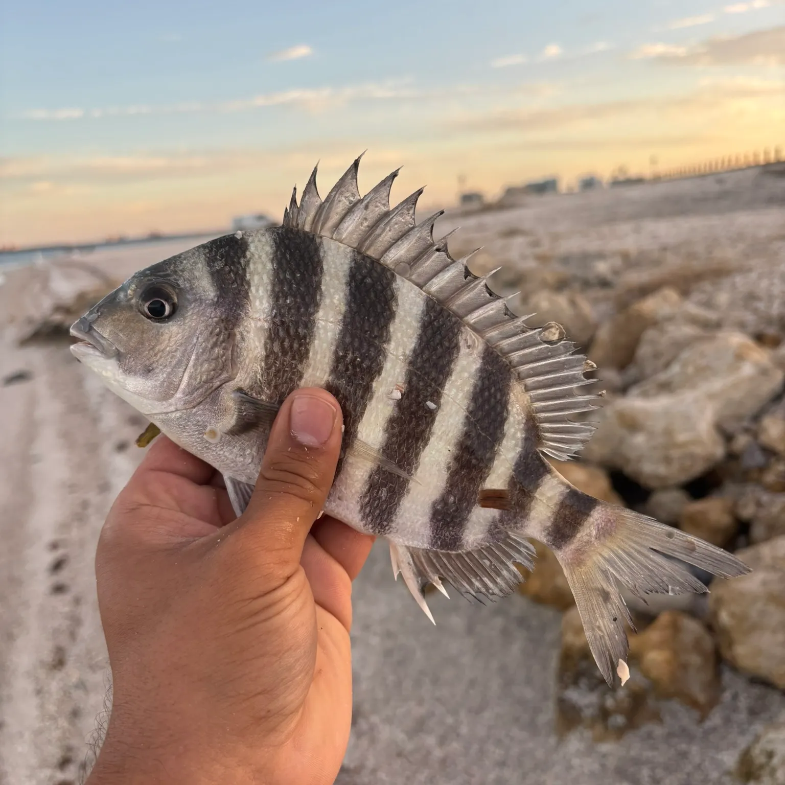 The most recent Sheepshead catches on Fishbrain