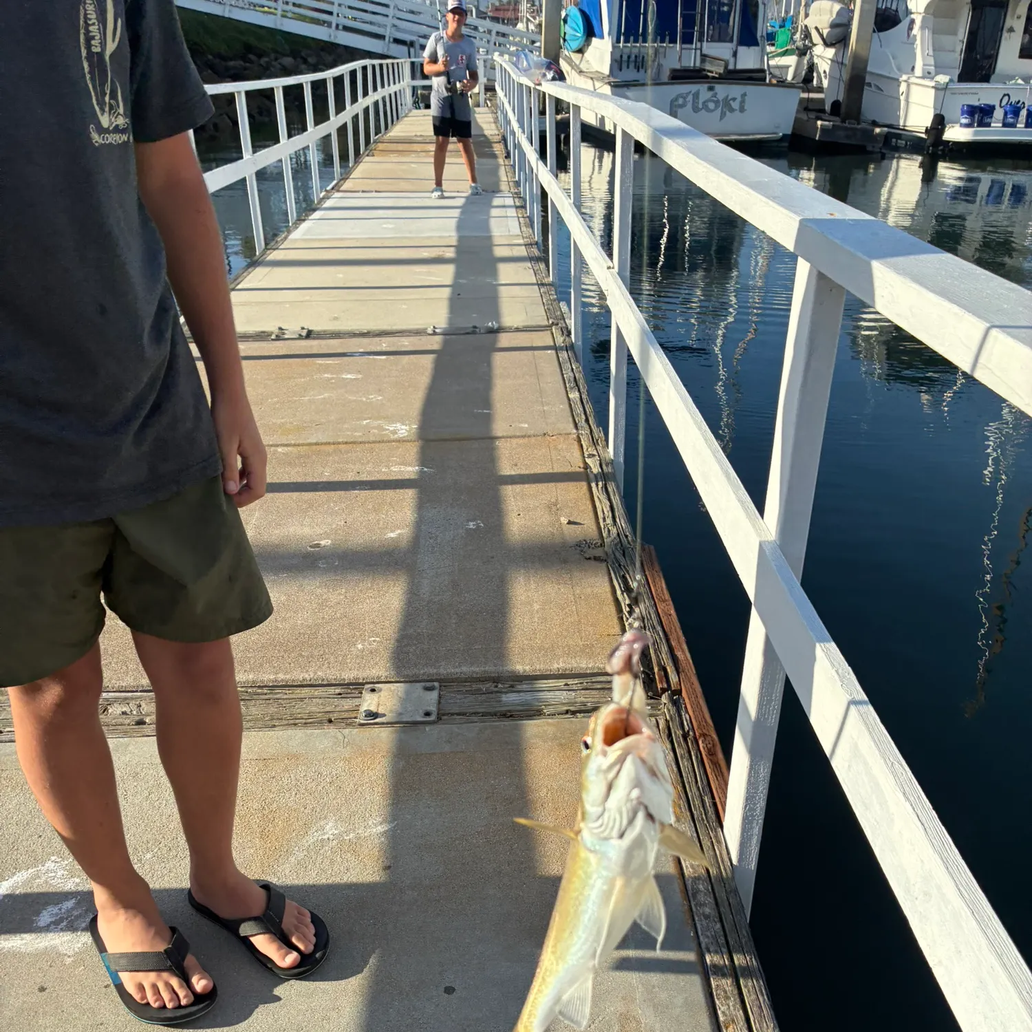 Yellowfin croaker caught on Fishbrain