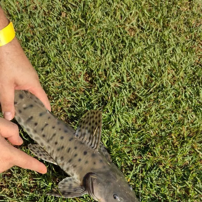 The most recent Spotted sorubim catches on Fishbrain