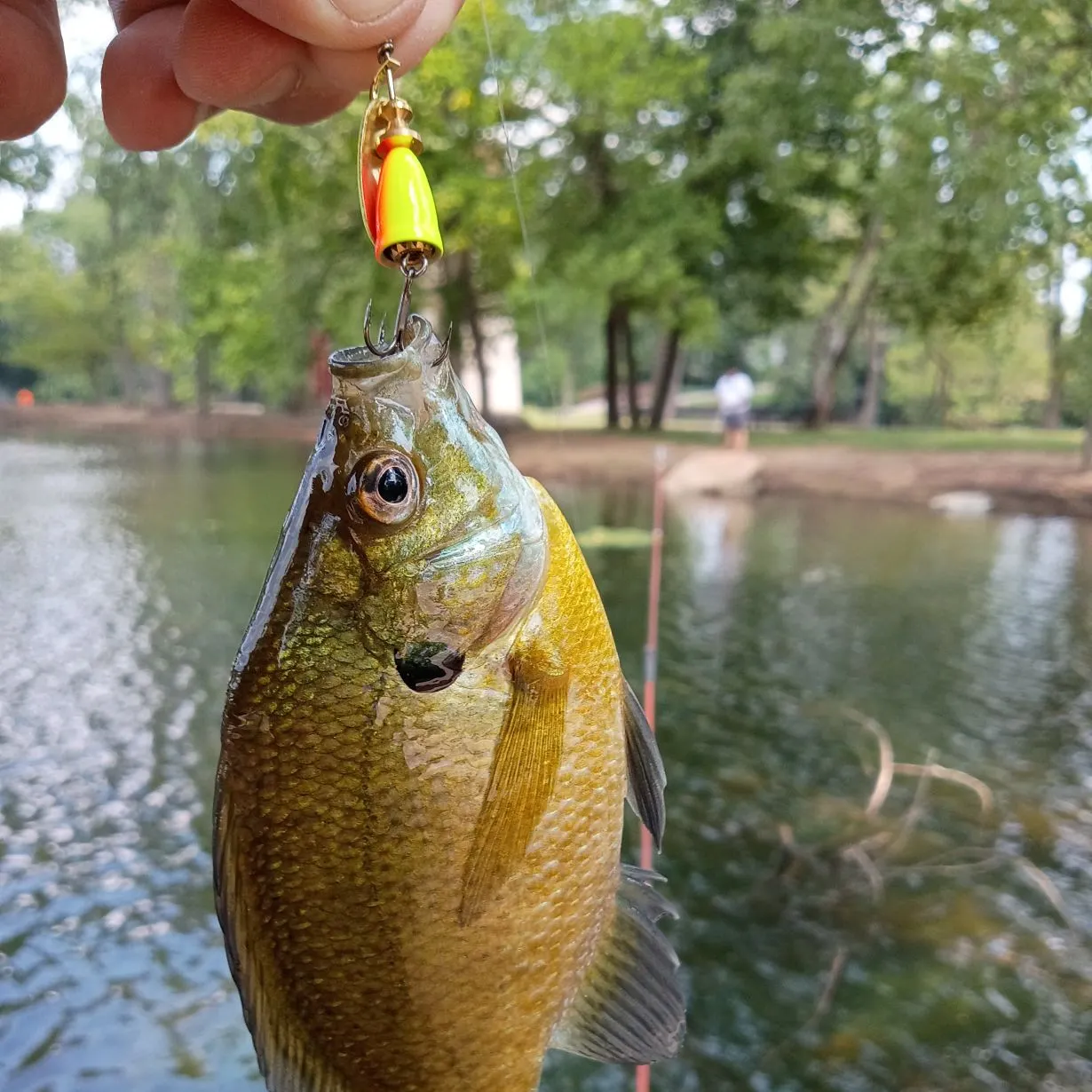 Bluegill caught on Fishbrain