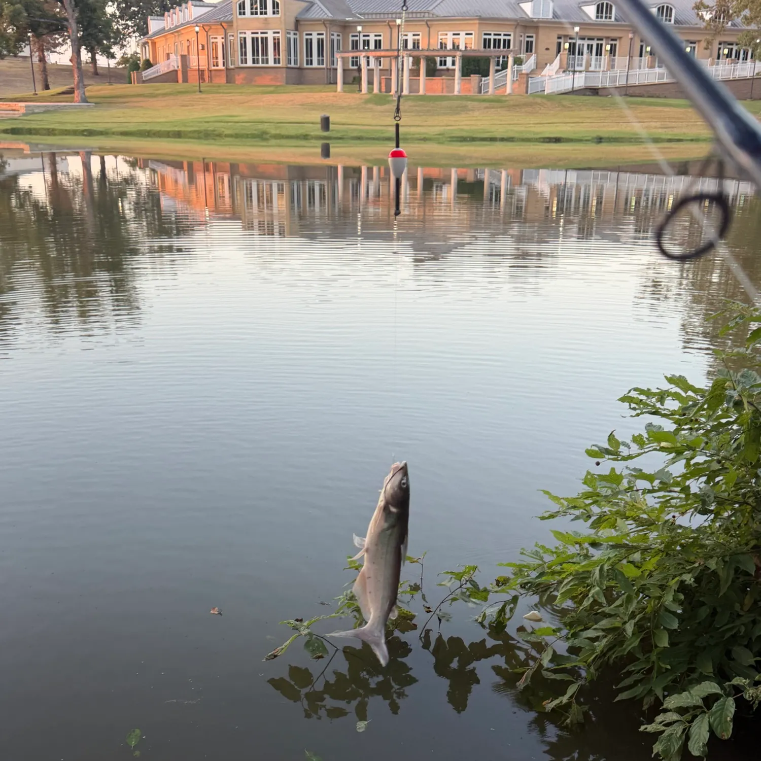 Channel catfish caught on Fishbrain