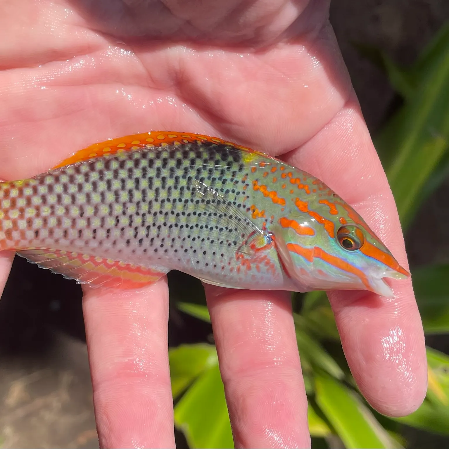 The most popular recent Checkerboard wrasse catch on Fishbrain