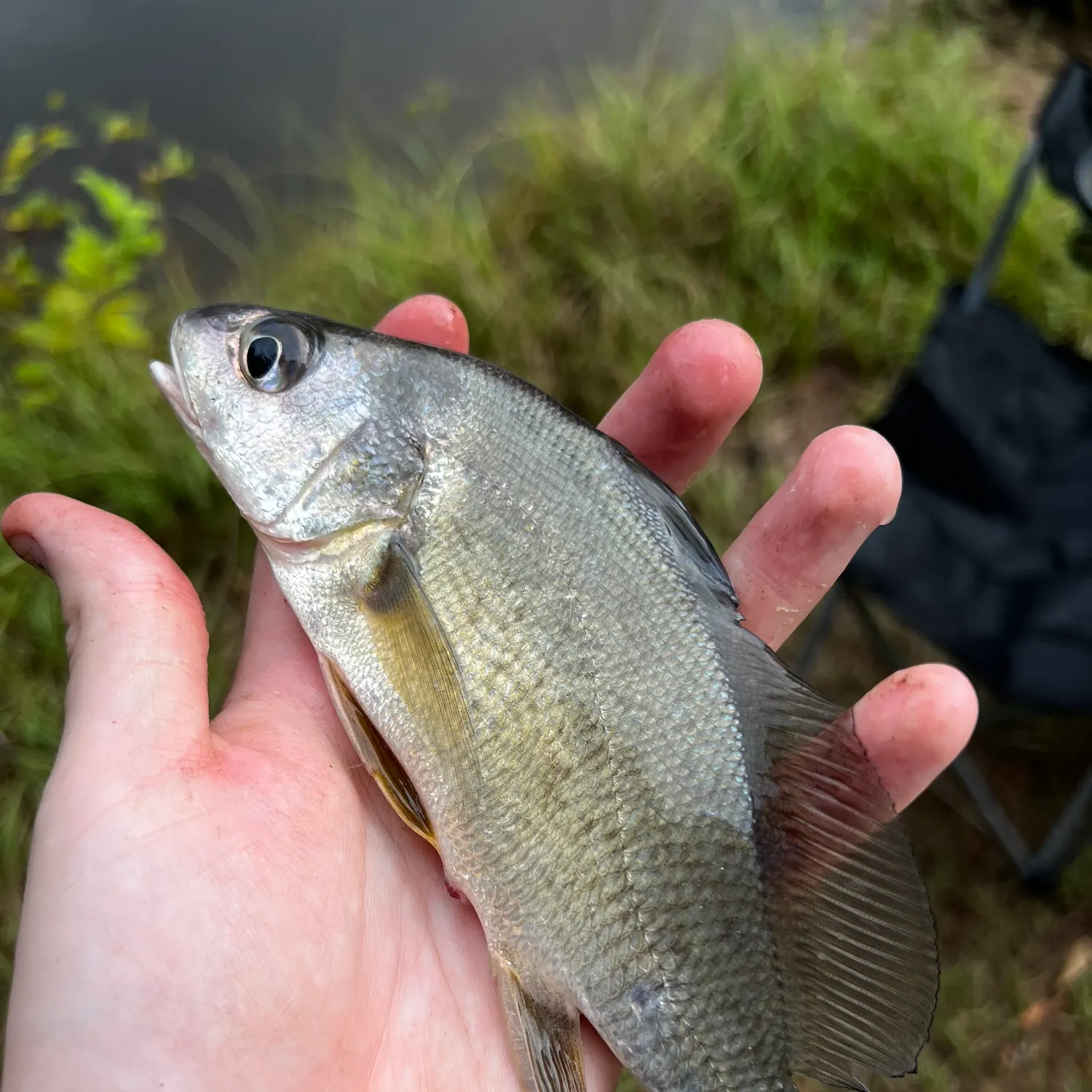 Freshwater drum caught on Fishbrain