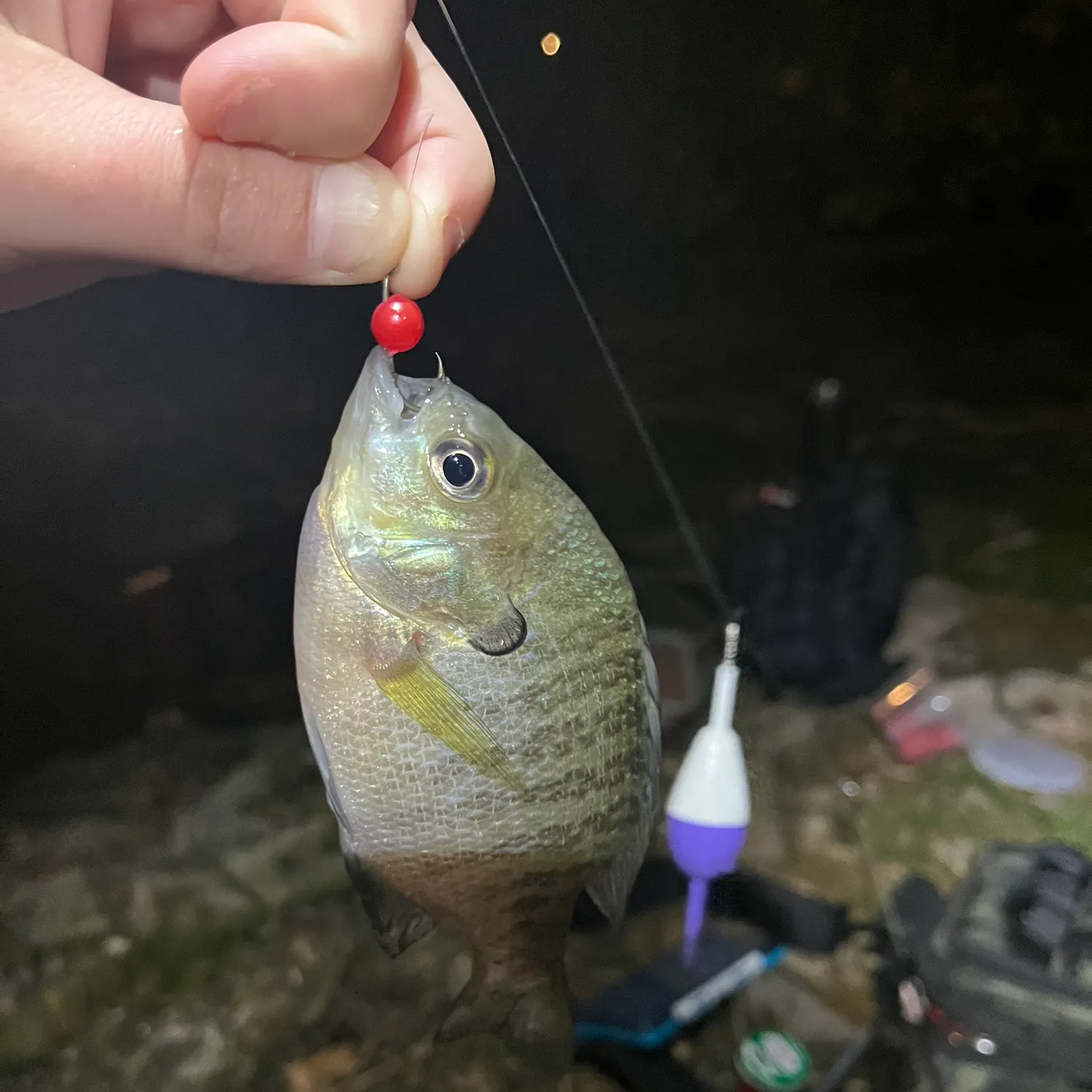 Bluegill caught on Fishbrain
