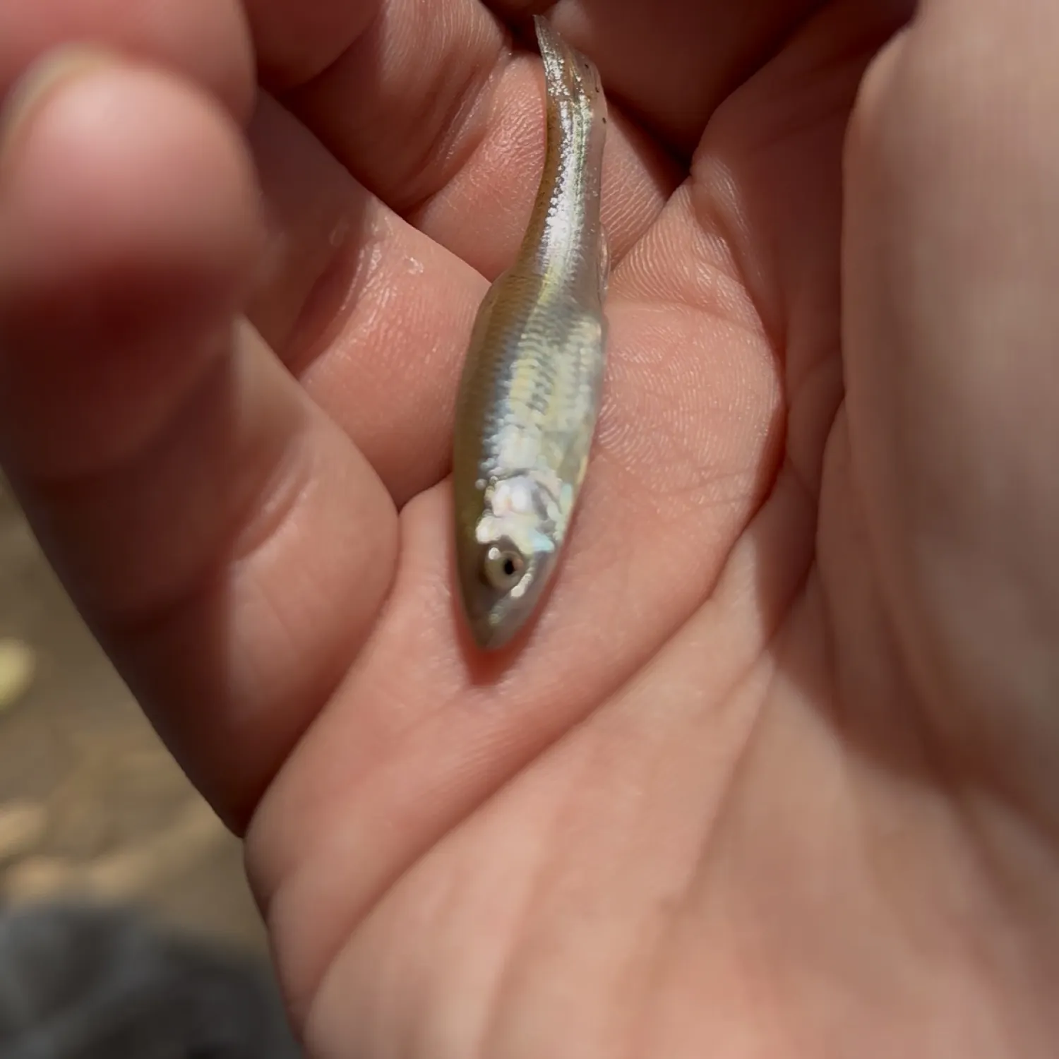 angler catch
