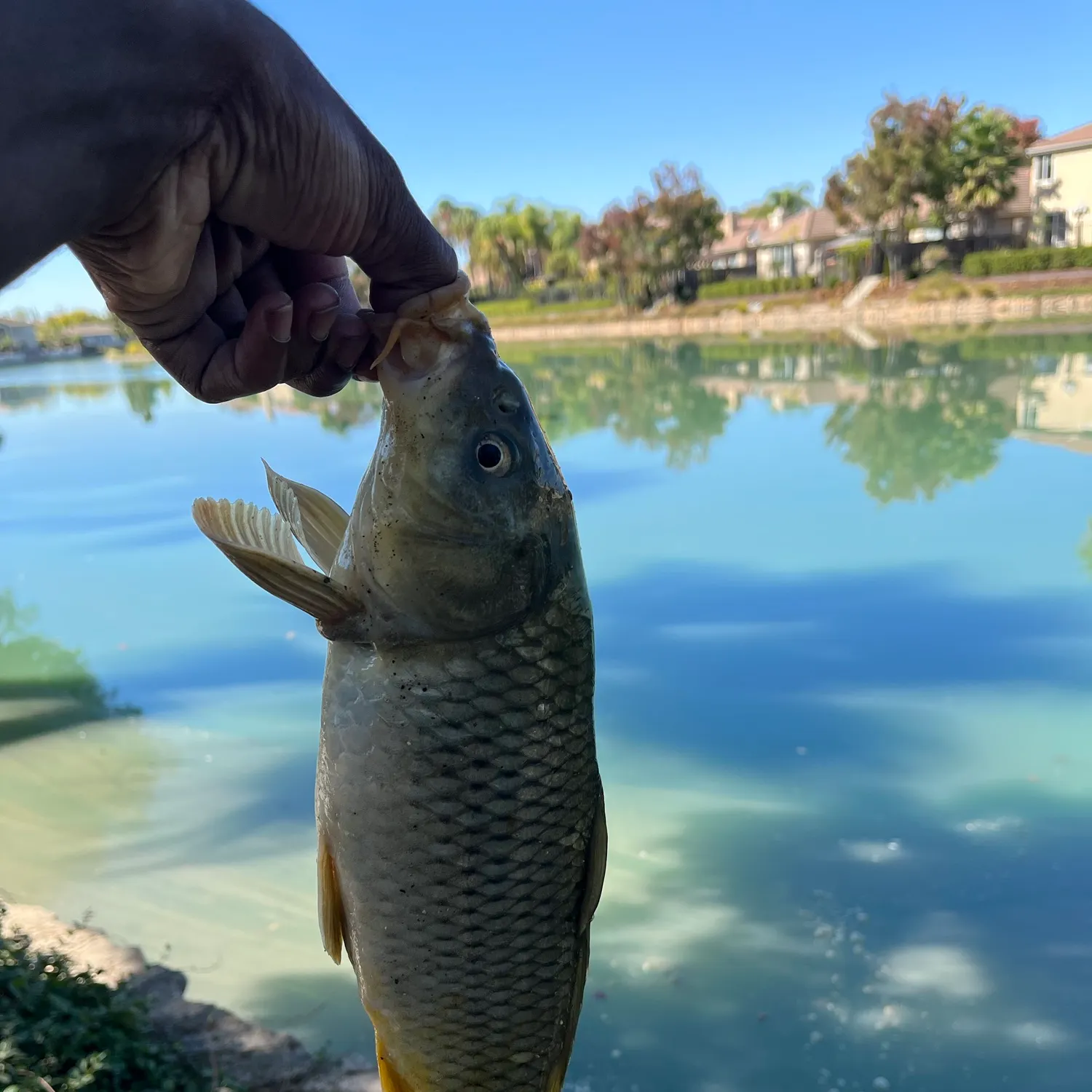 Common carp caught on Fishbrain