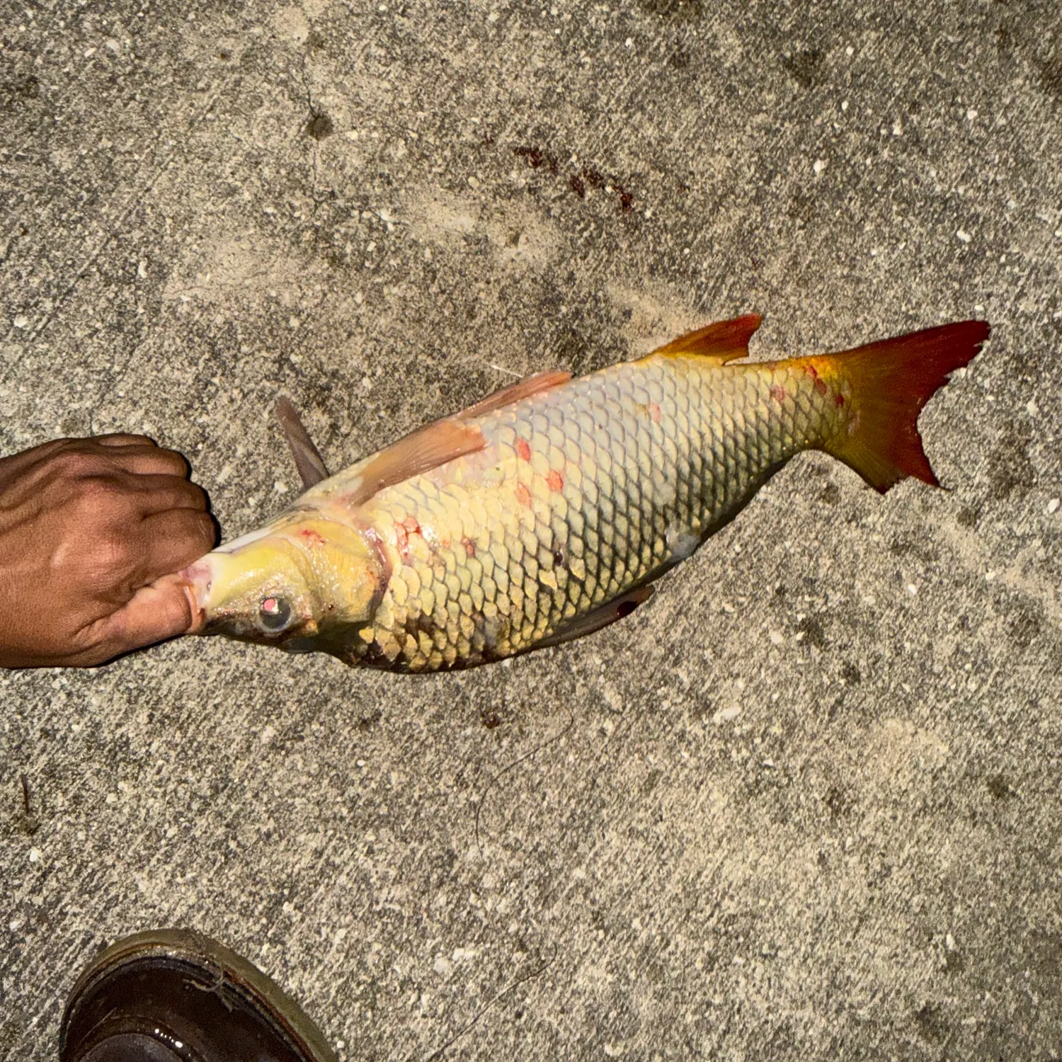 recently logged catches