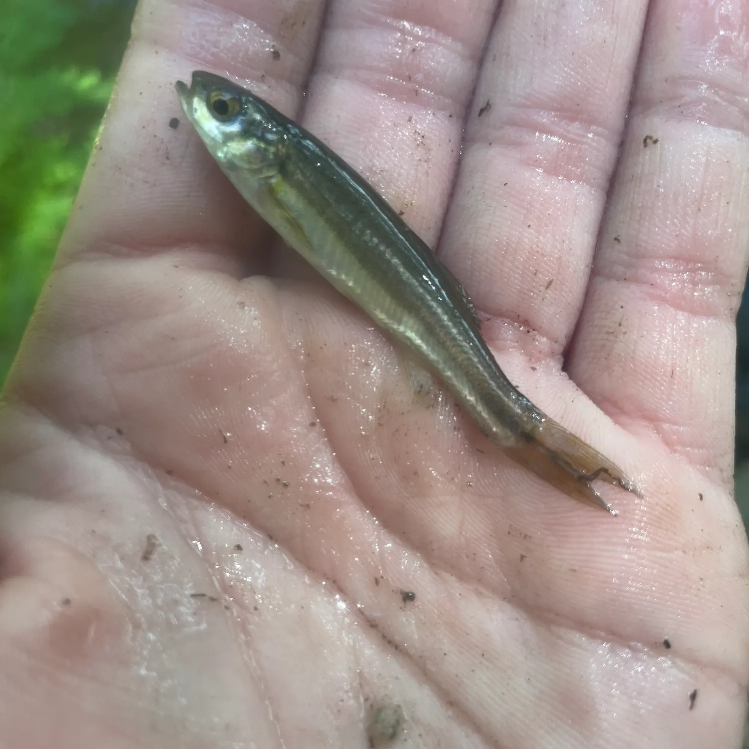 The most recent Finescale dace catches on Fishbrain